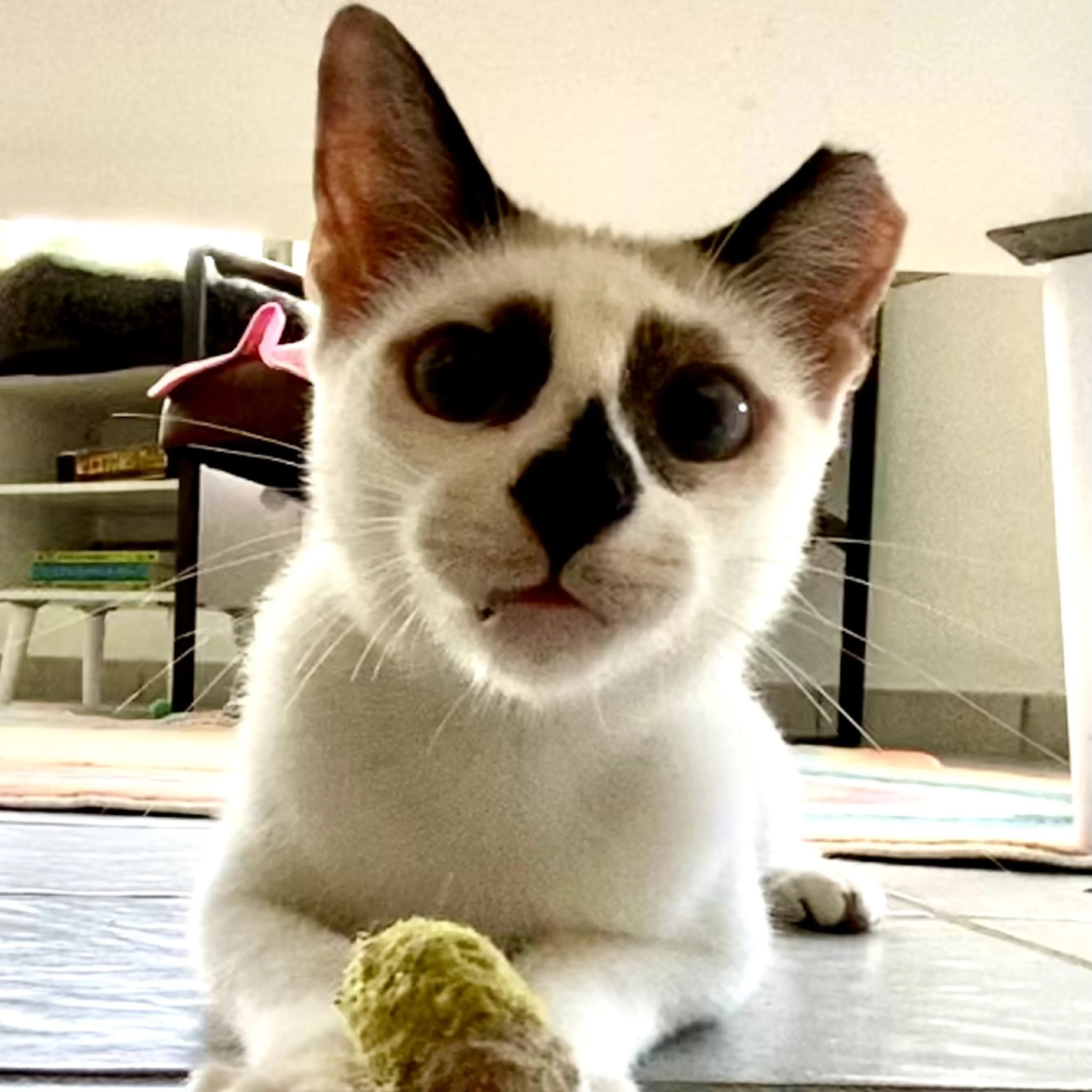 Found pet-19