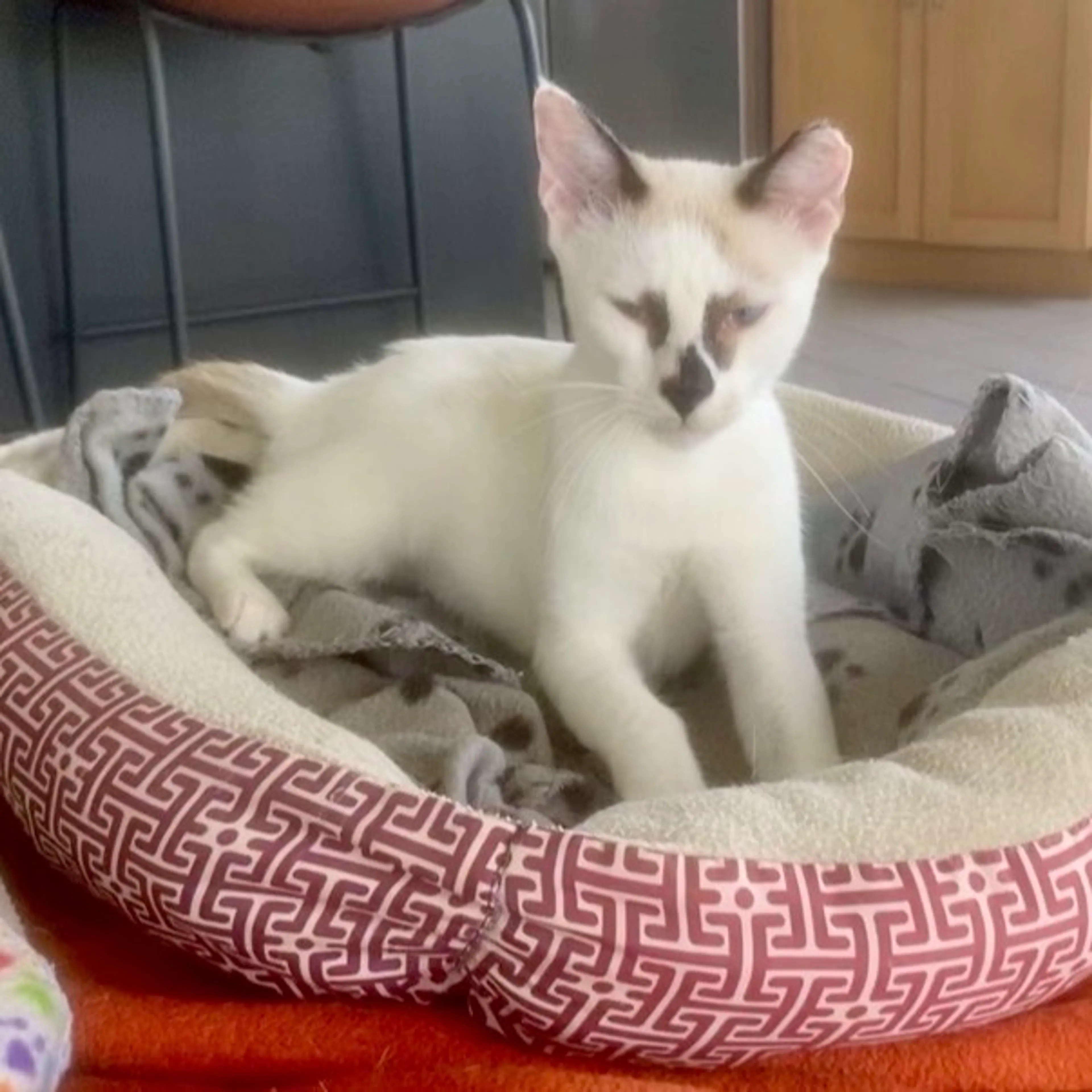 Found pet-20