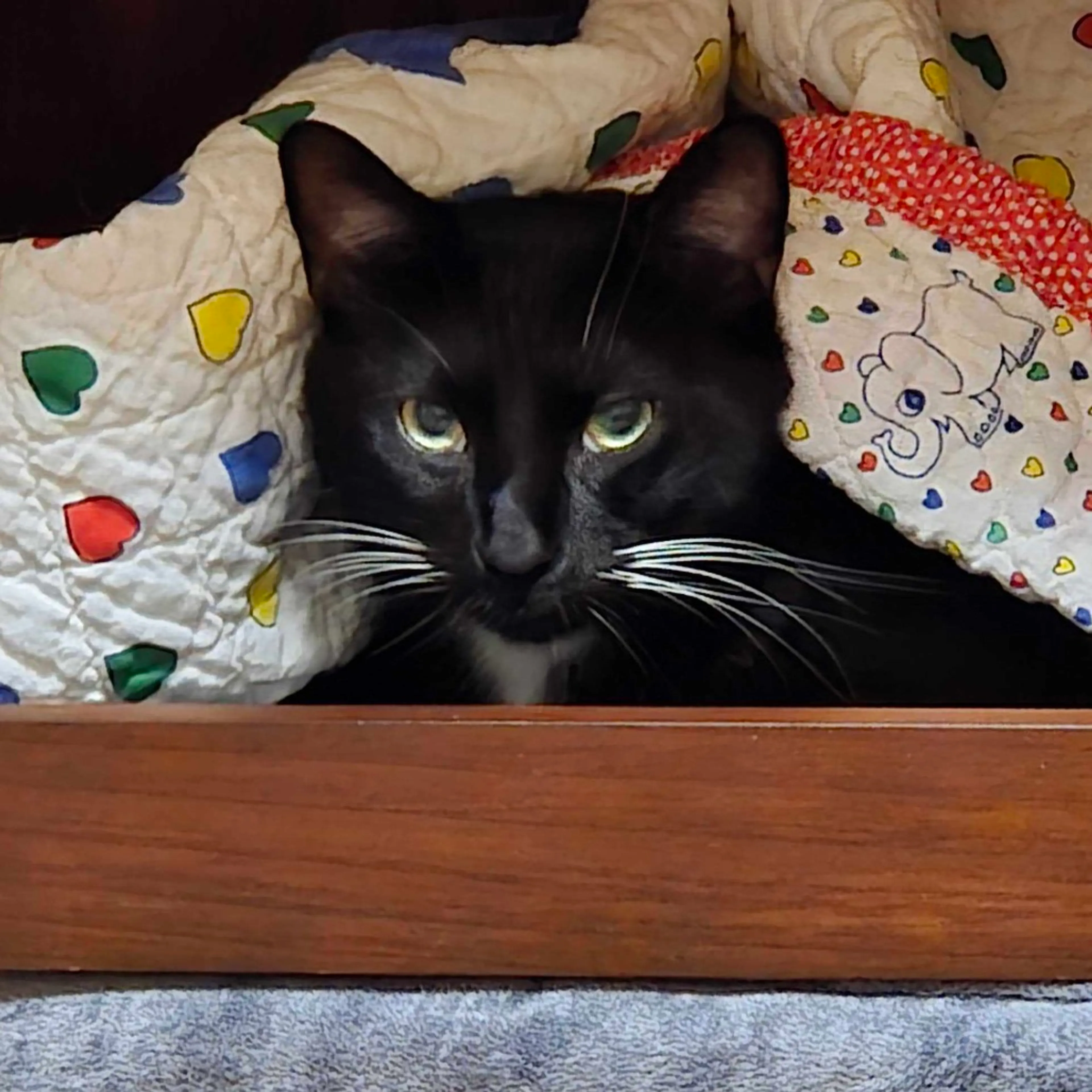 Found pet-2