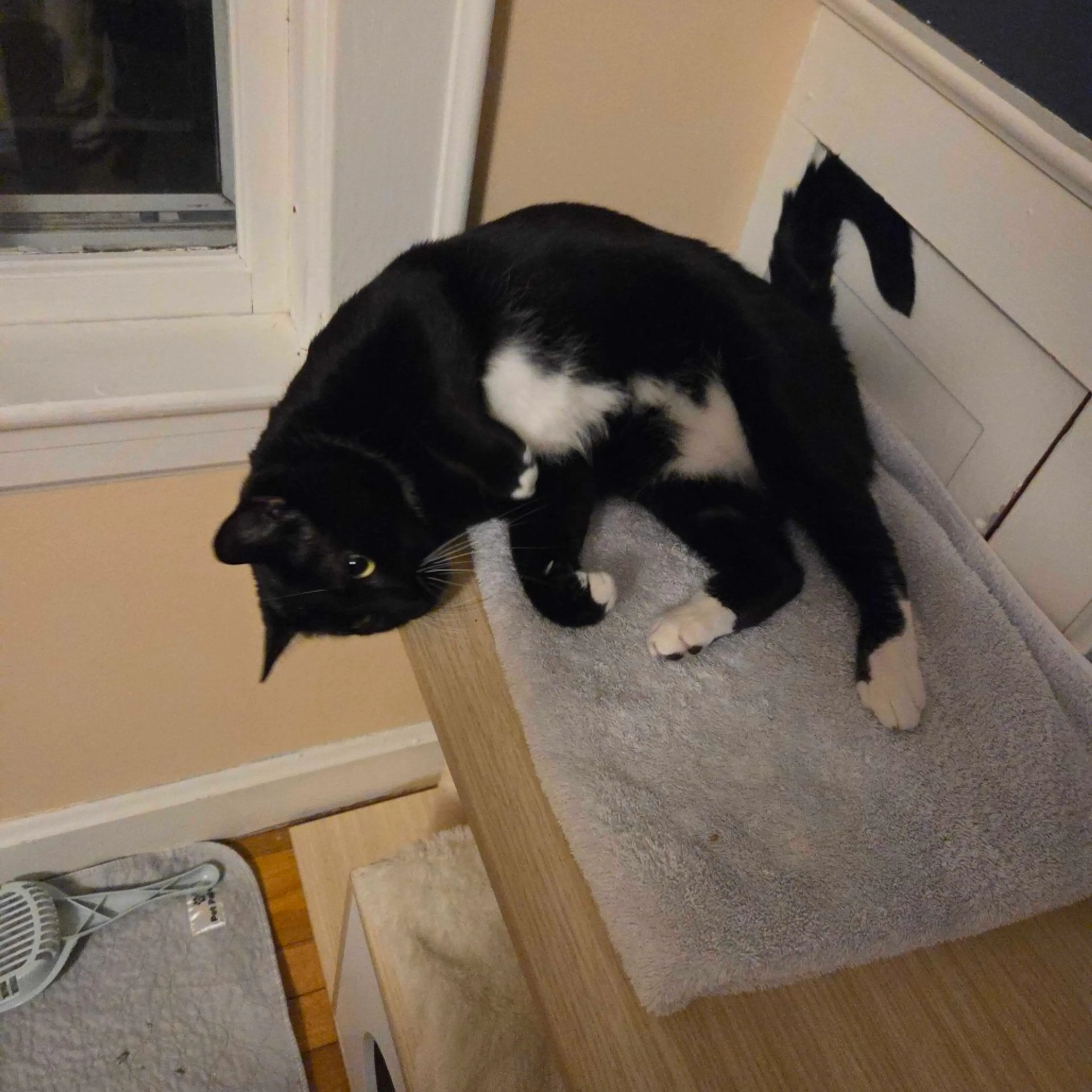Found pet-3