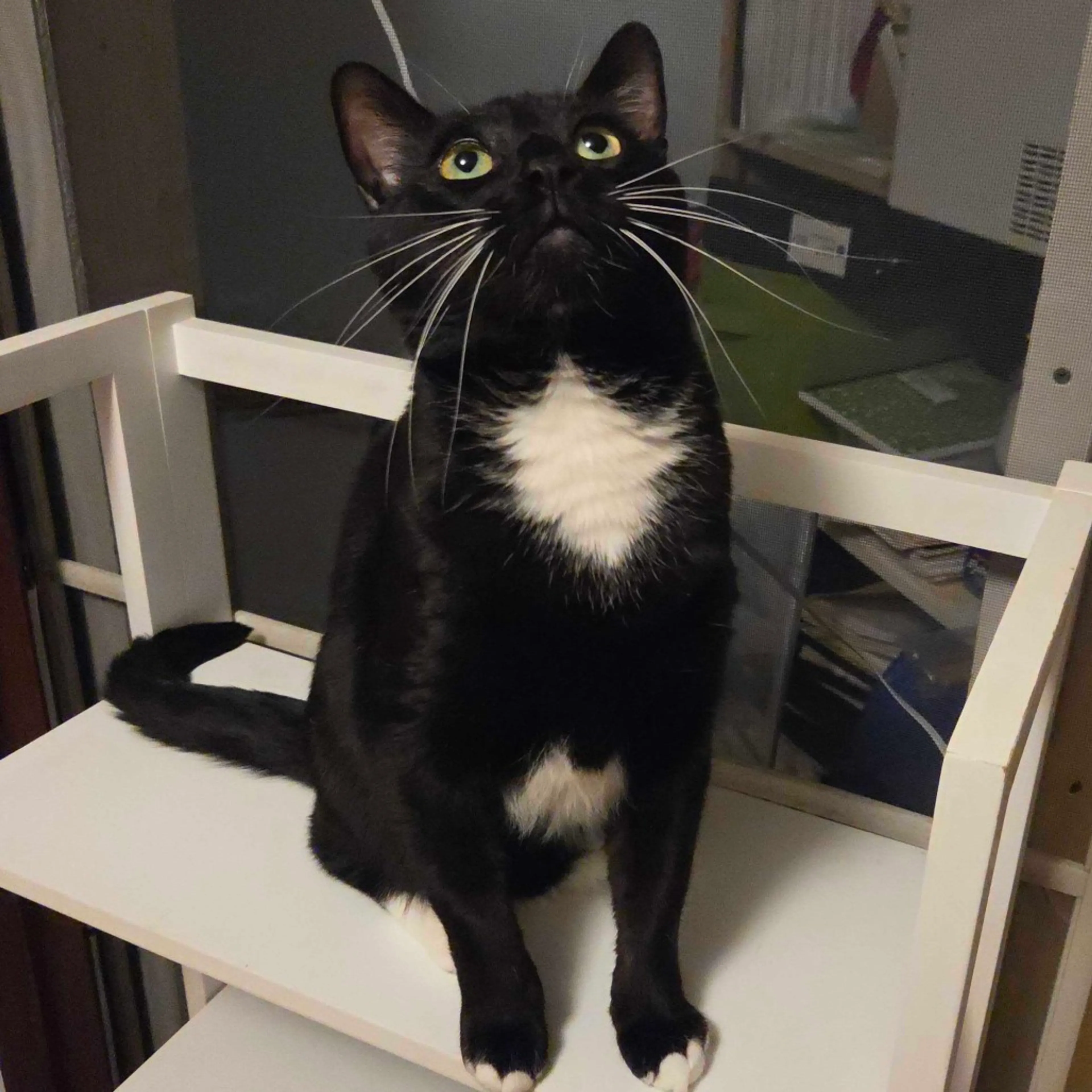 Found pet-0