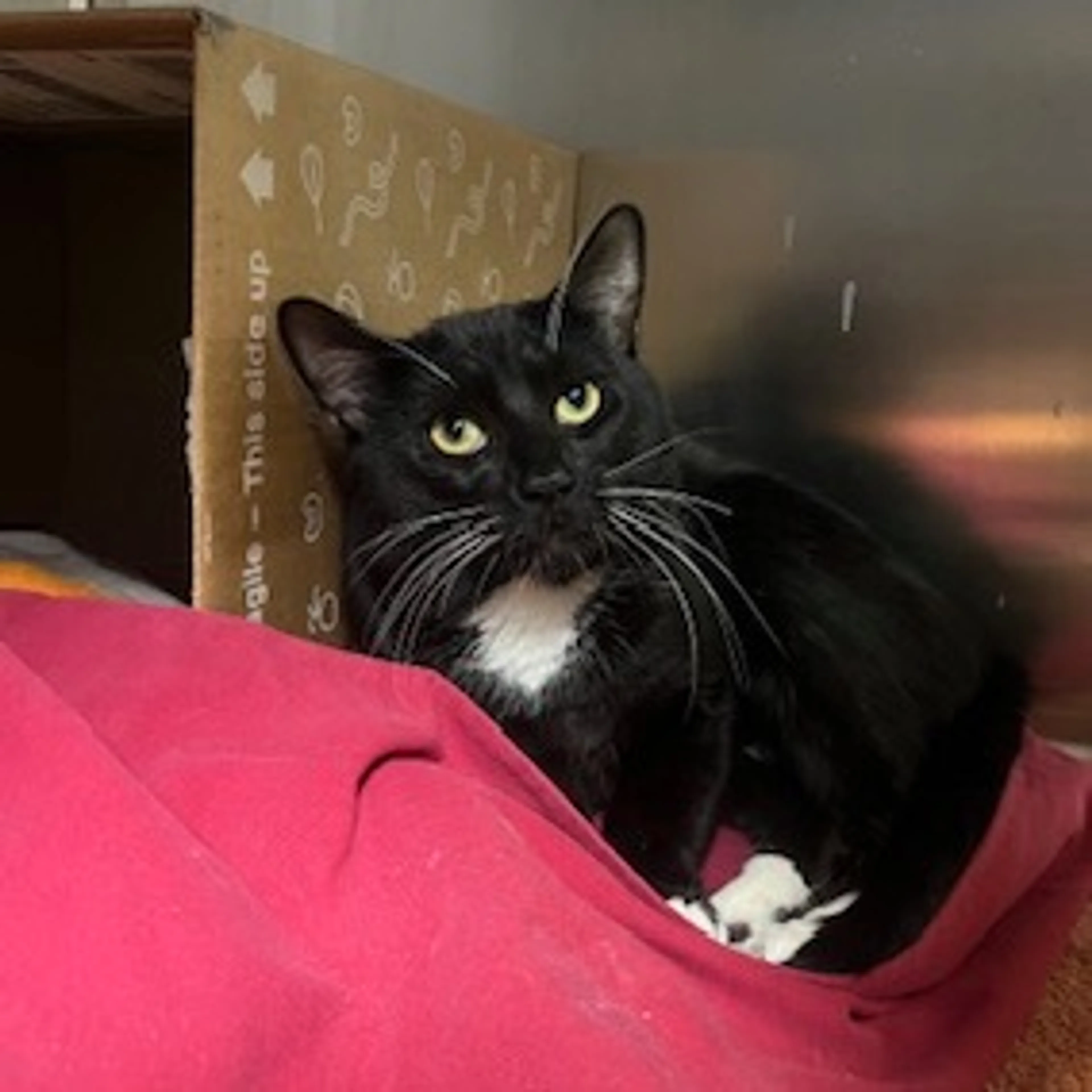 Found pet-1