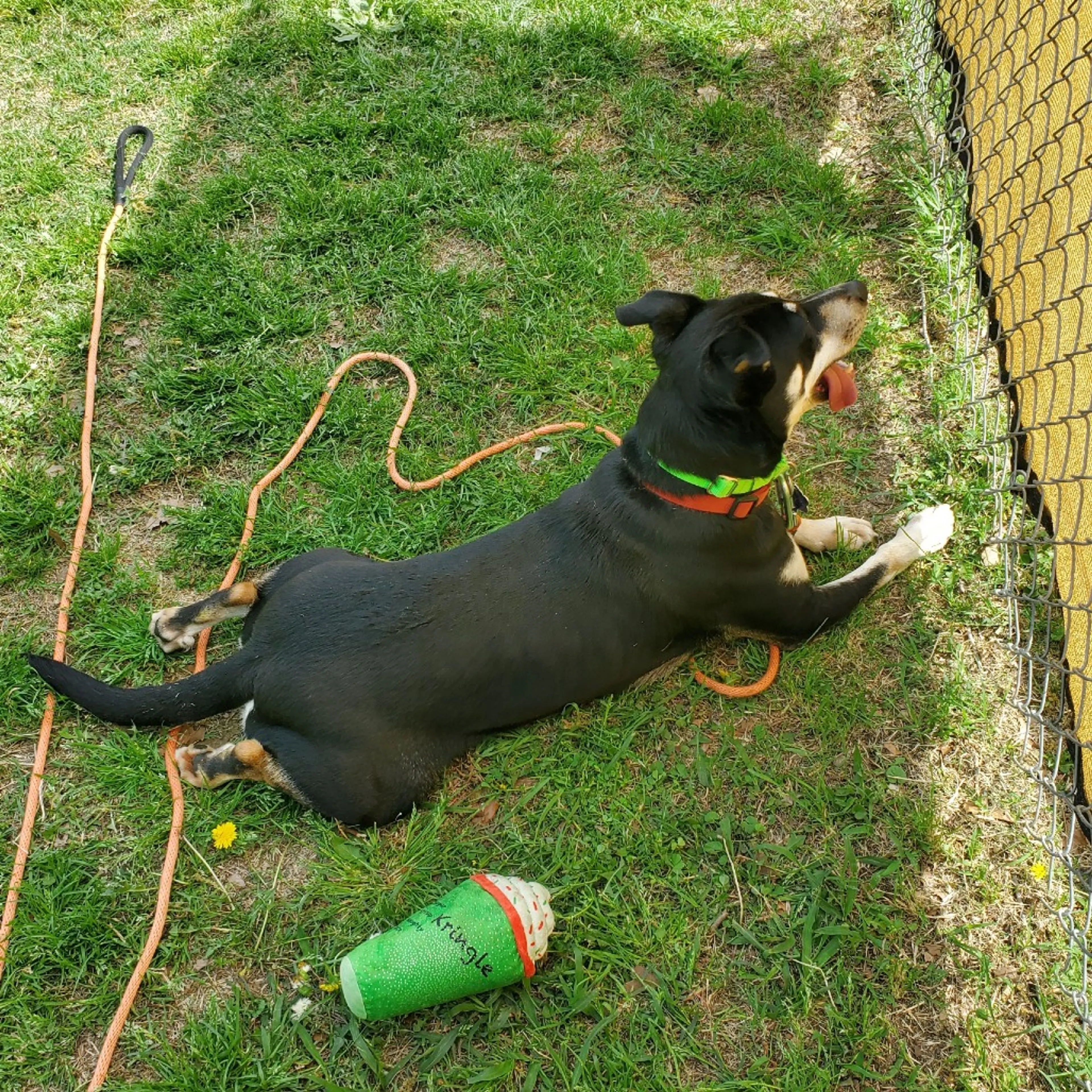 Found pet-1