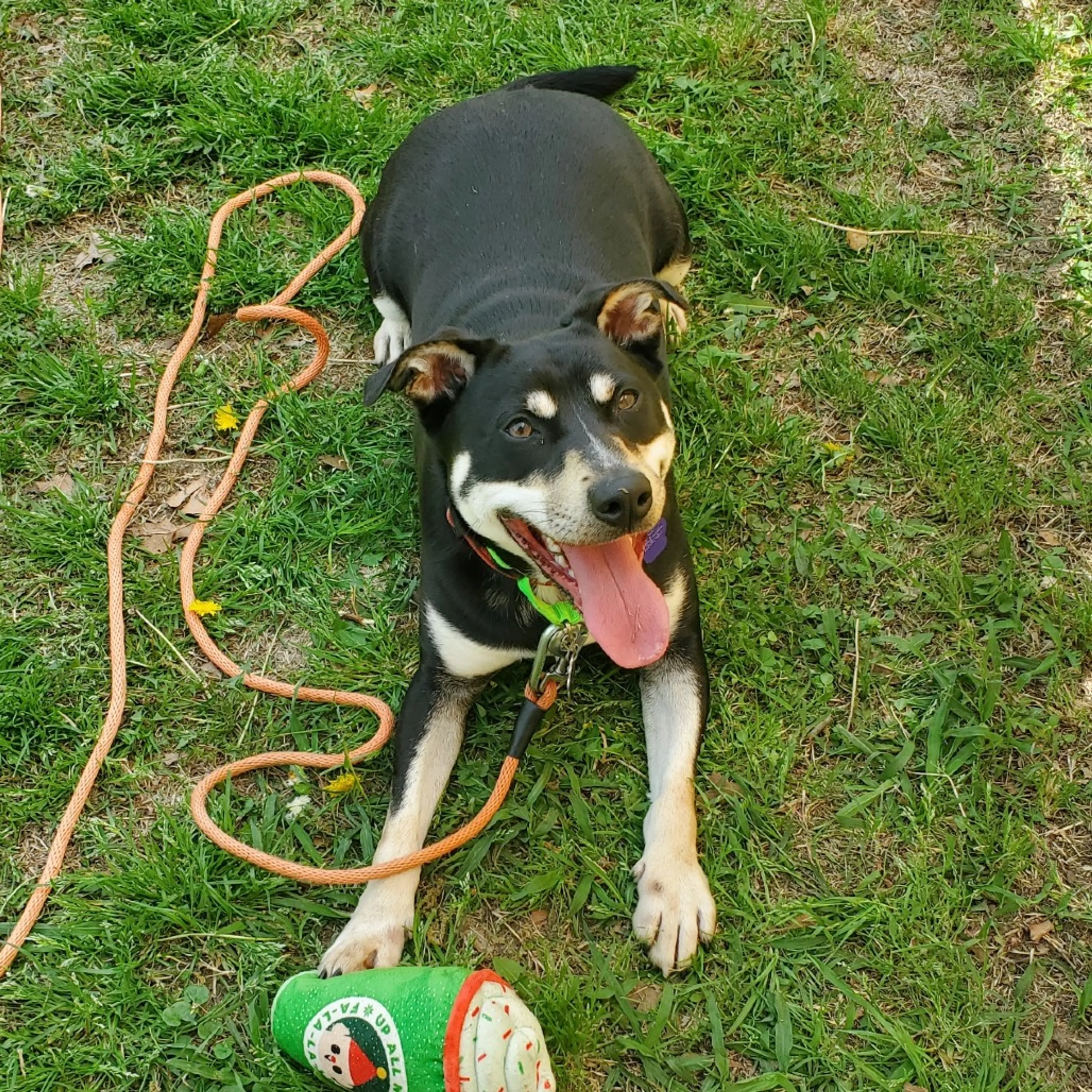 Found pet-3