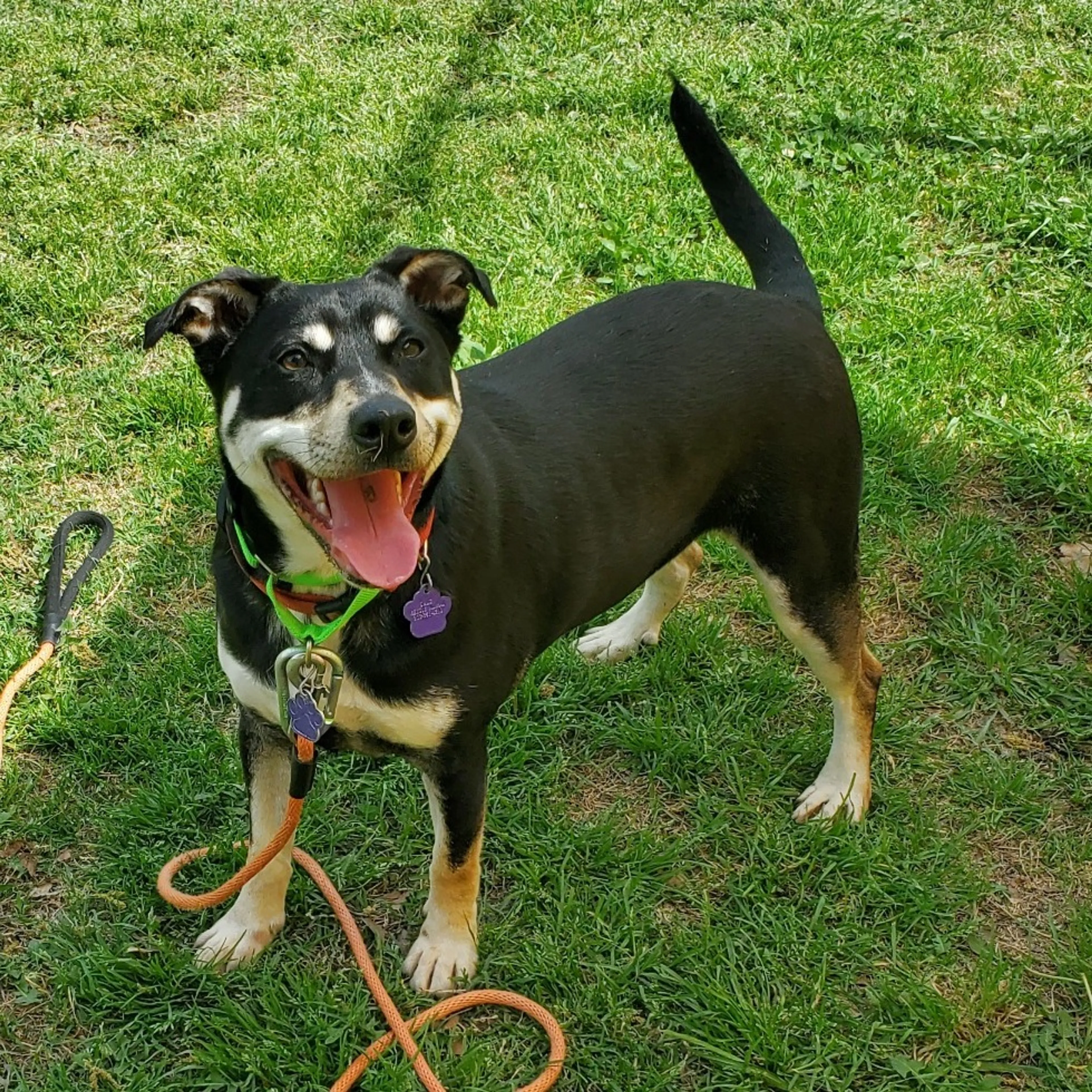 Found pet-2