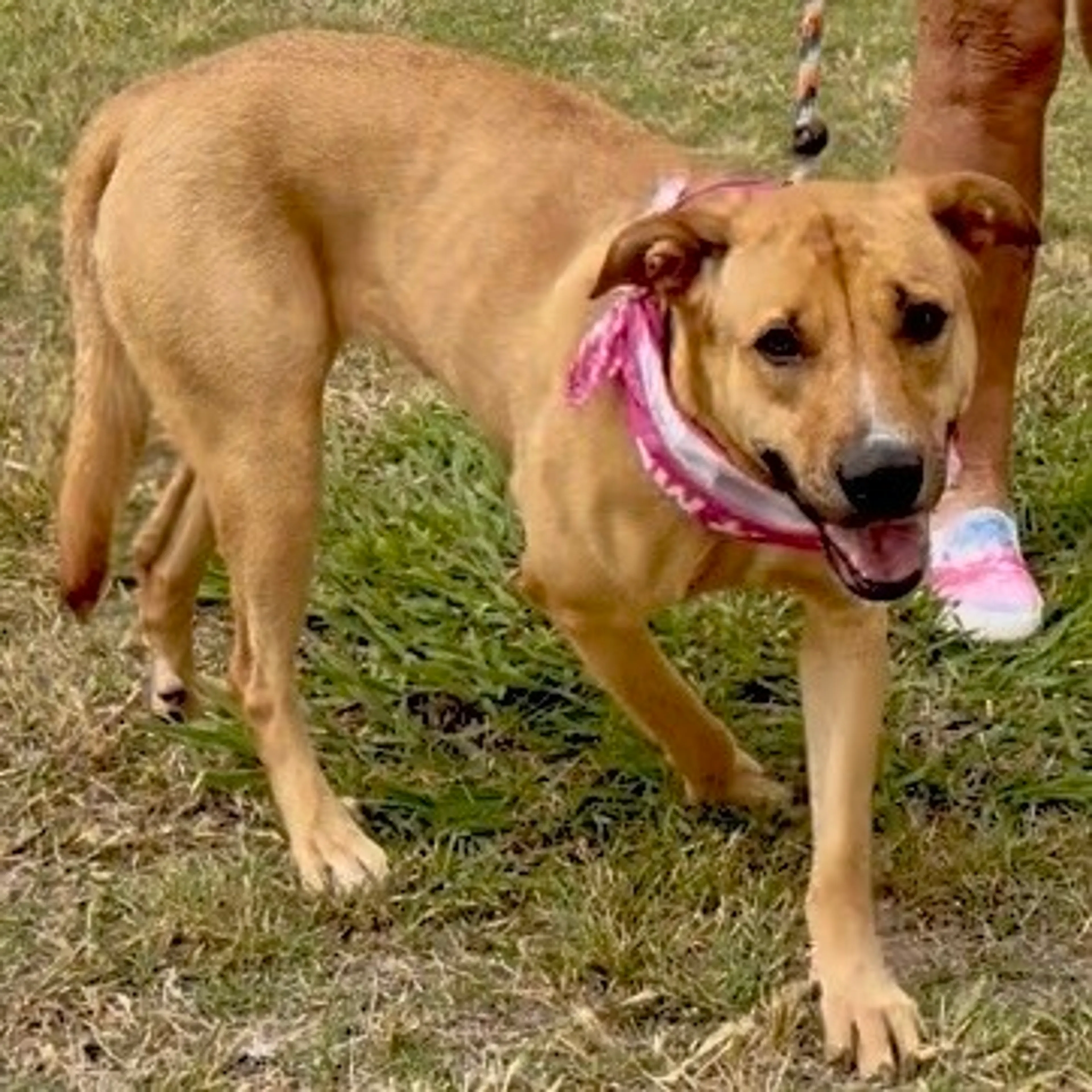 Found pet-12