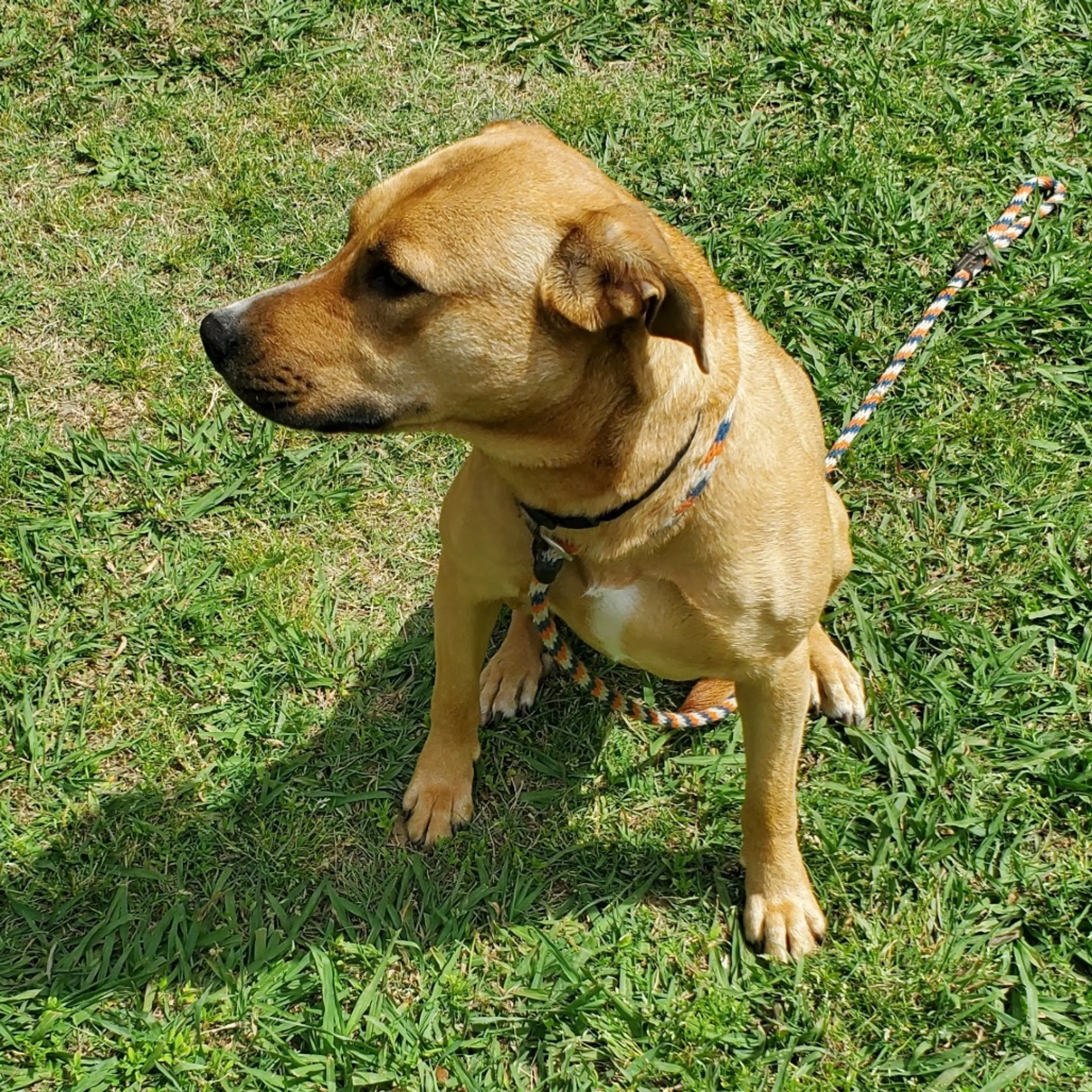 Found pet-9