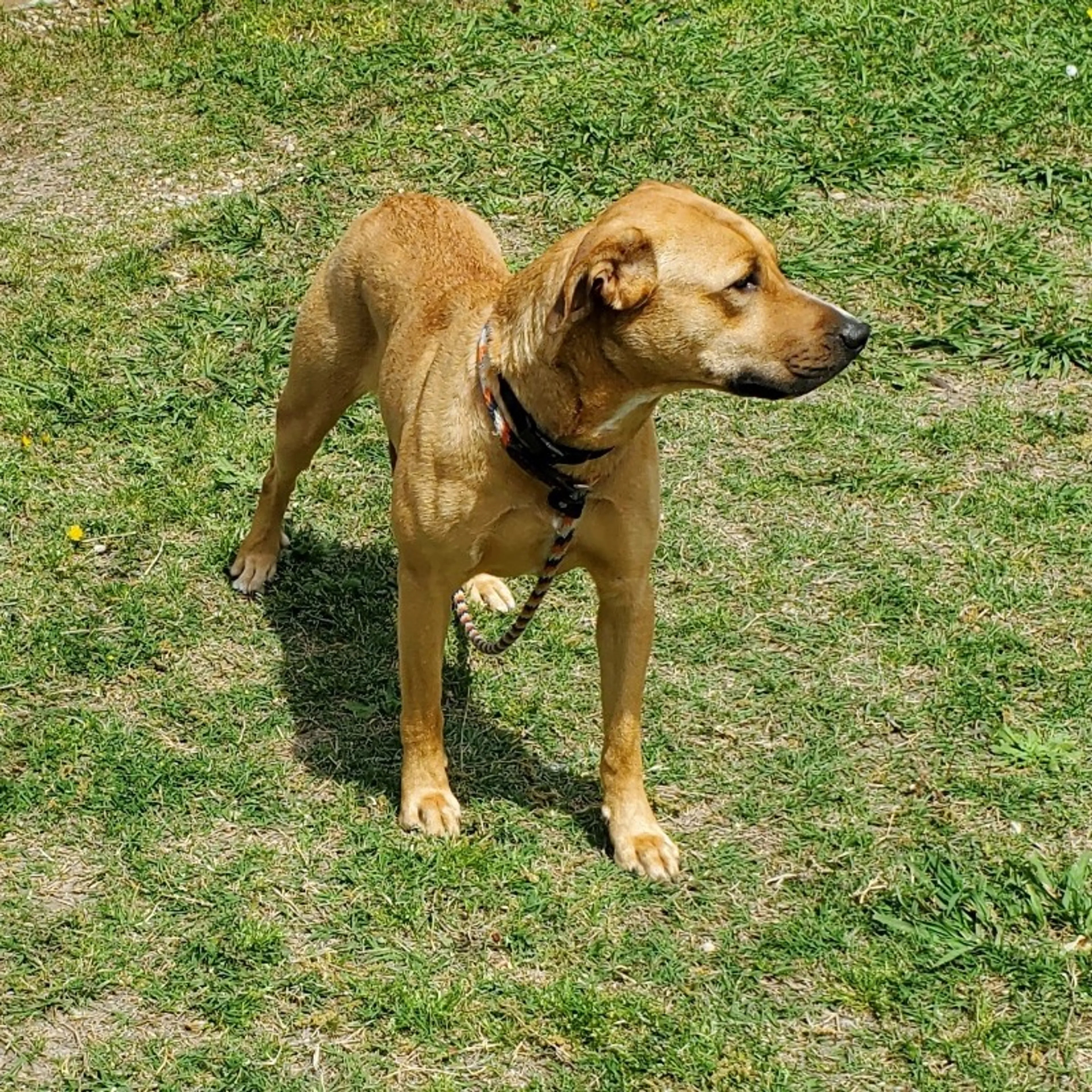Found pet-8