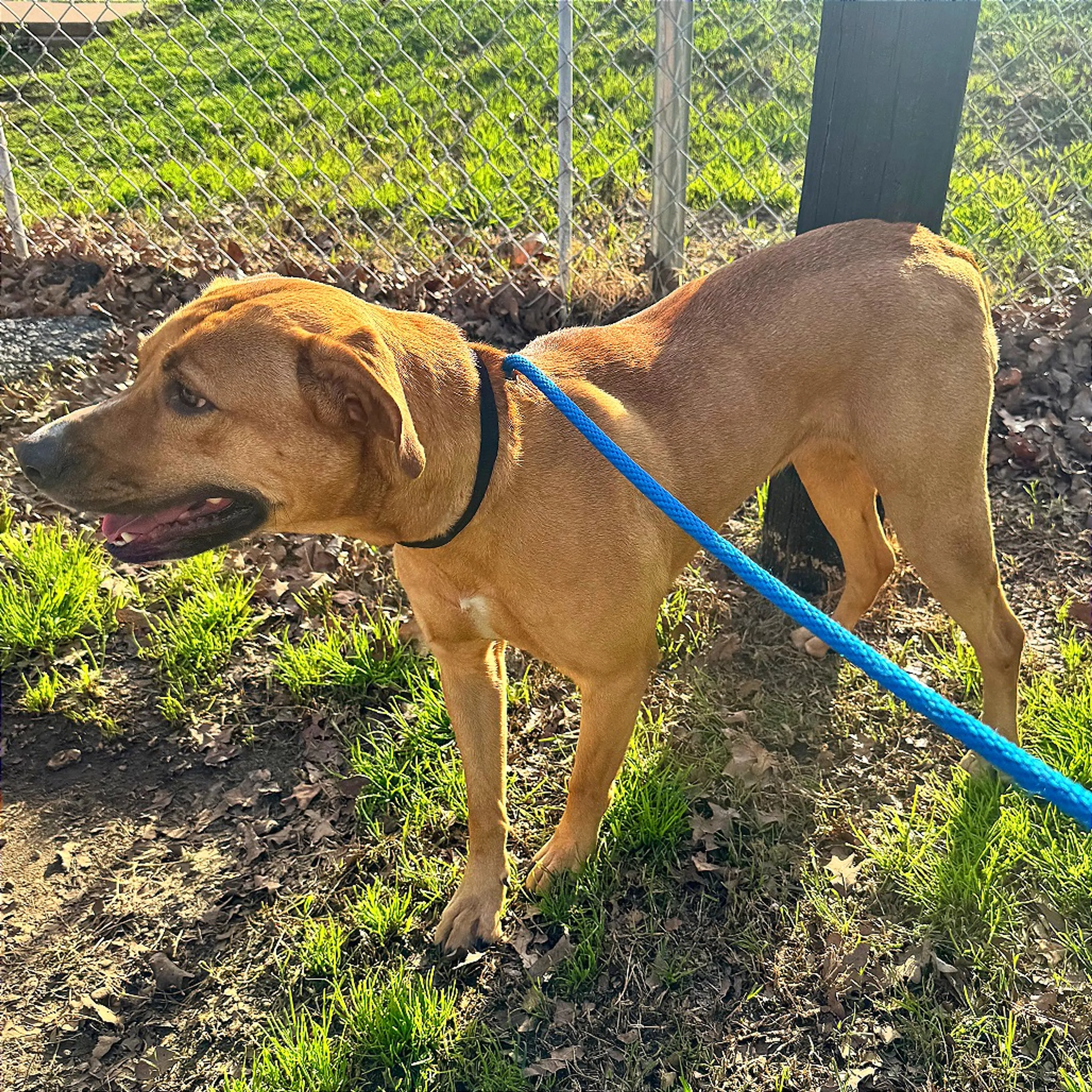 Found pet-2