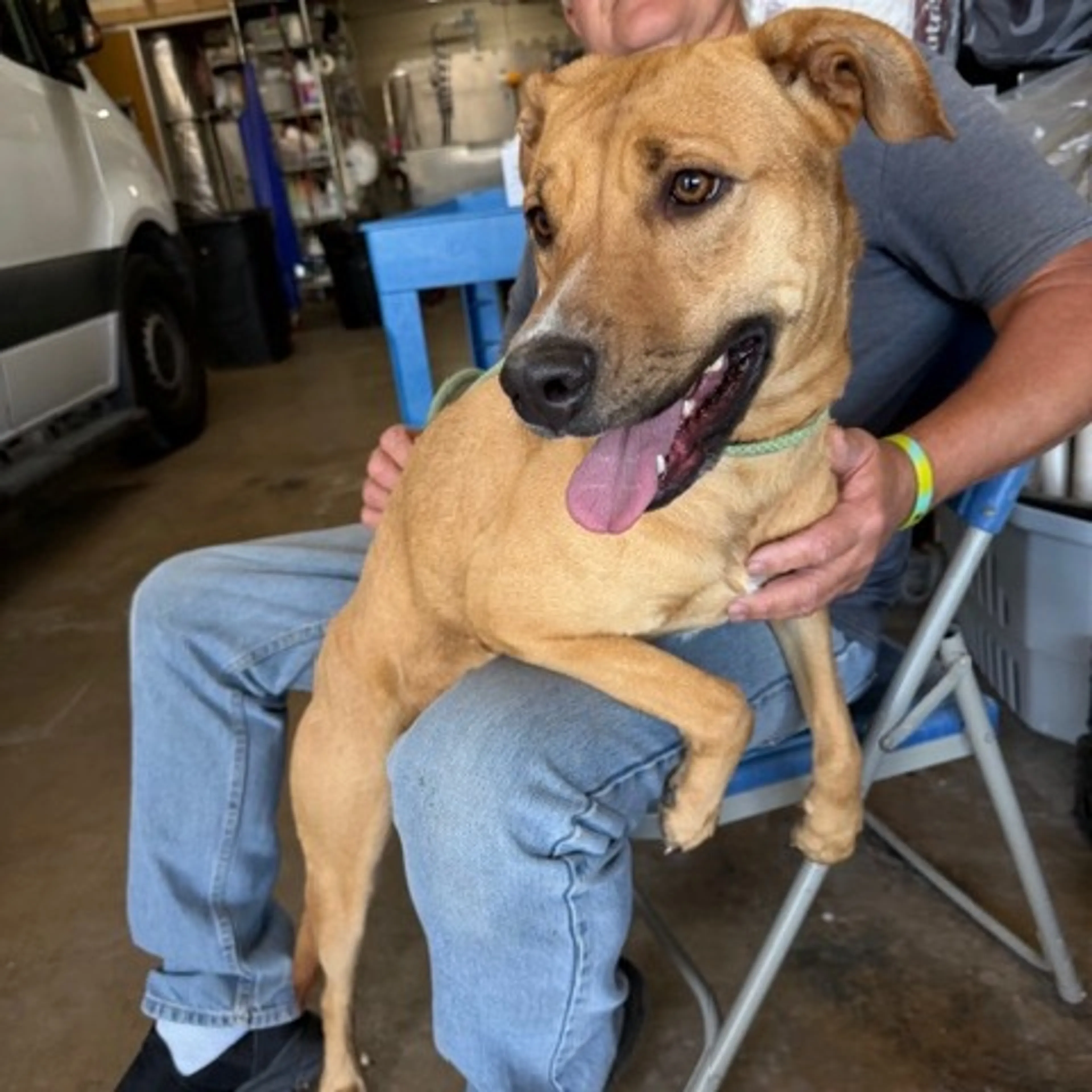 Found pet-5