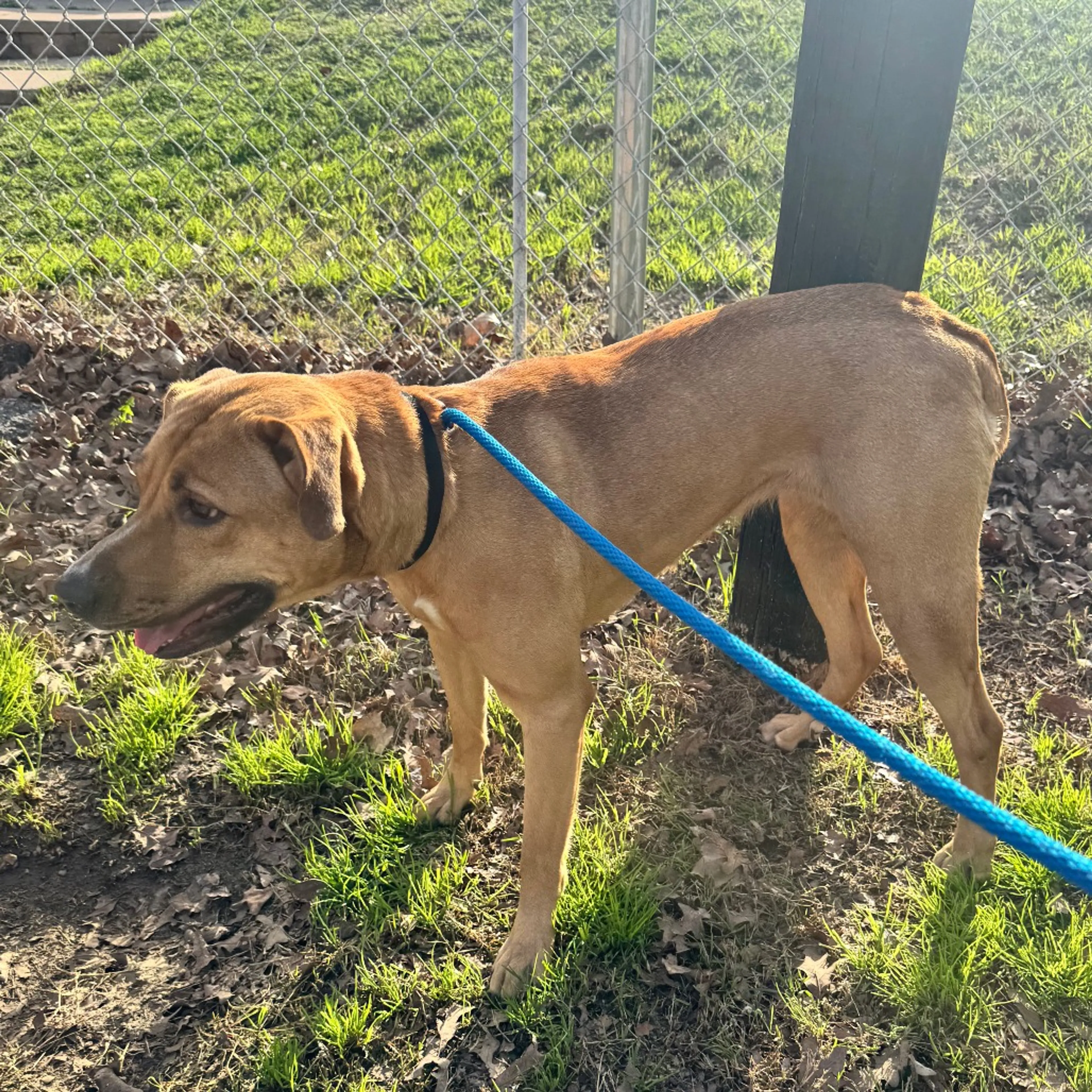 Found pet-1