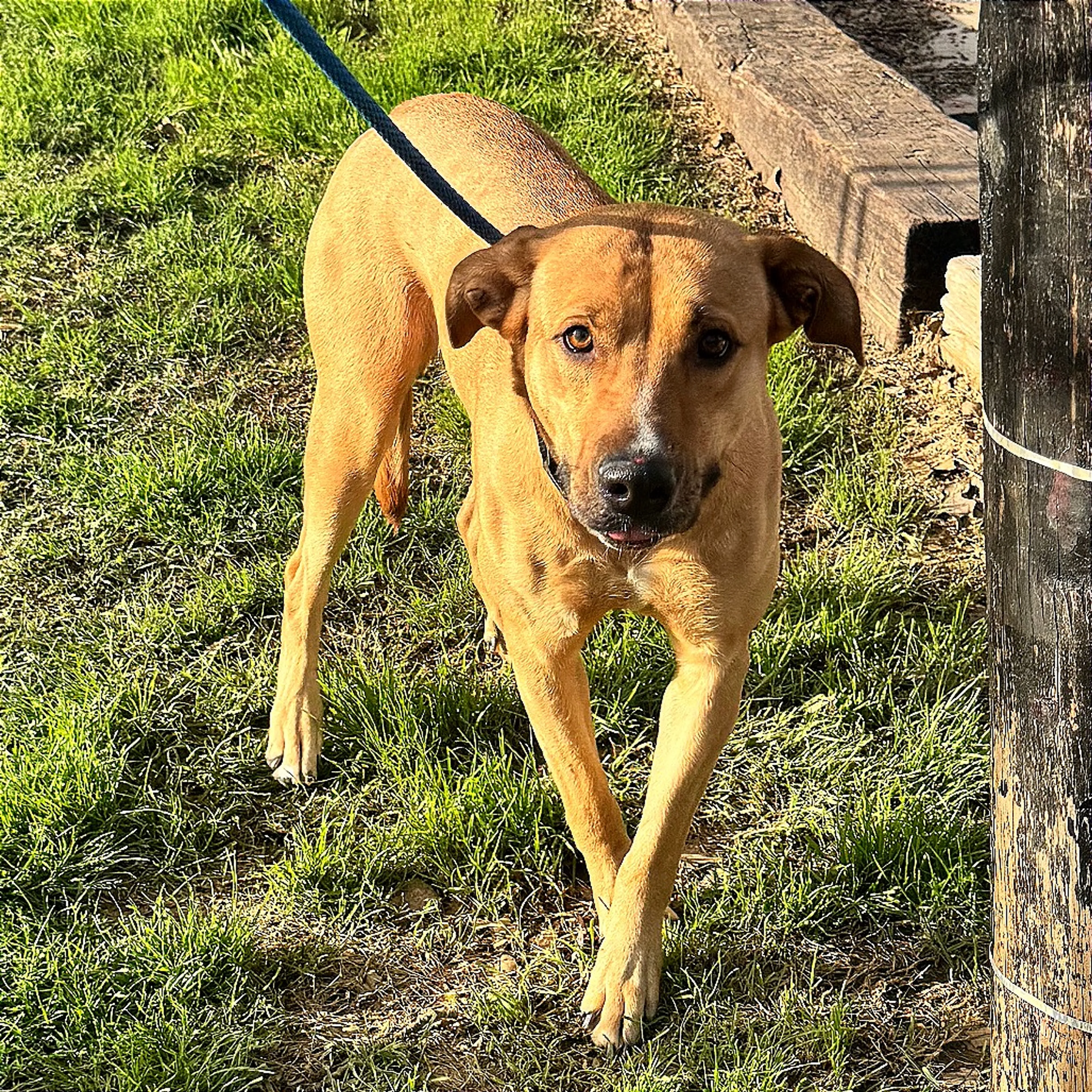 Found pet-3