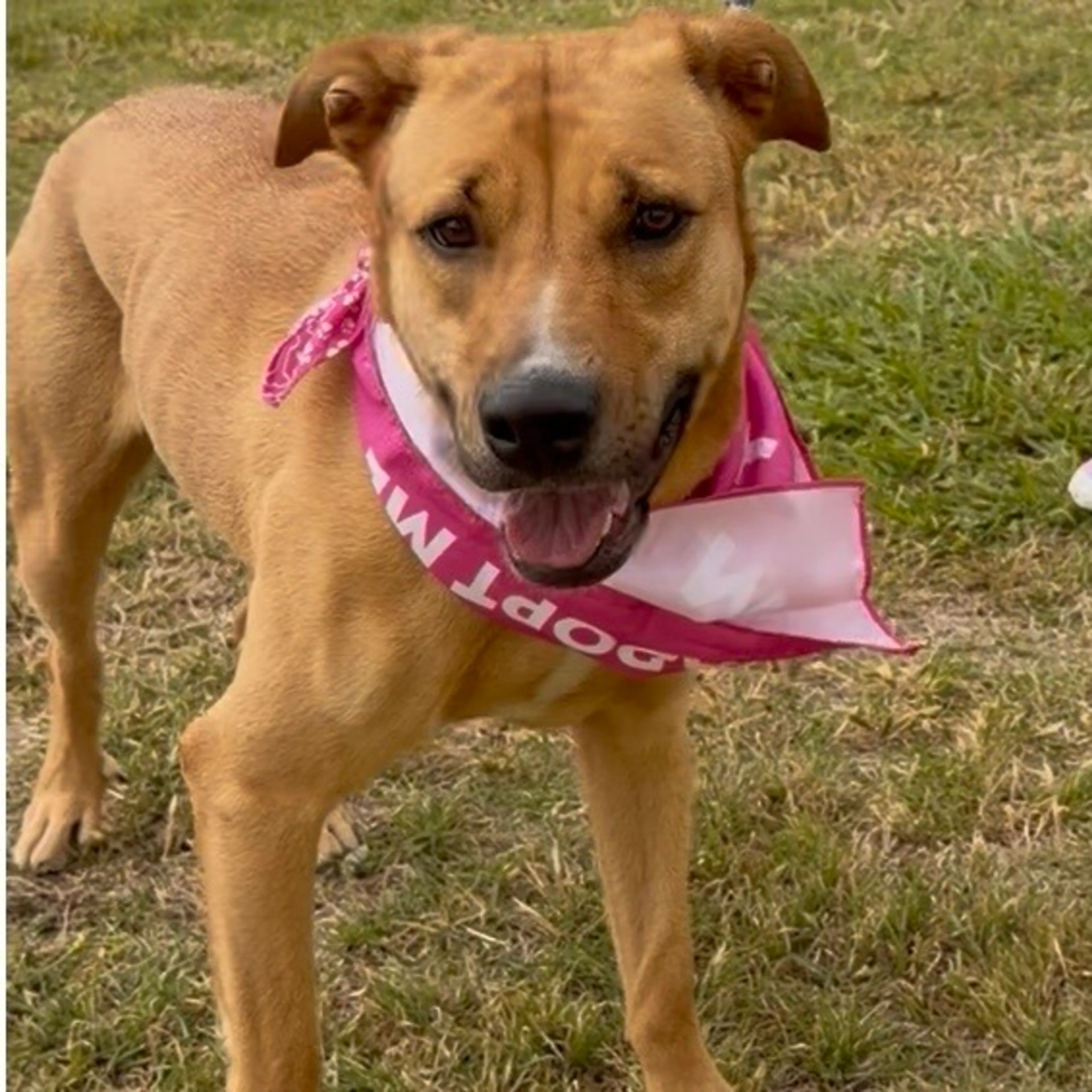 Found pet-11