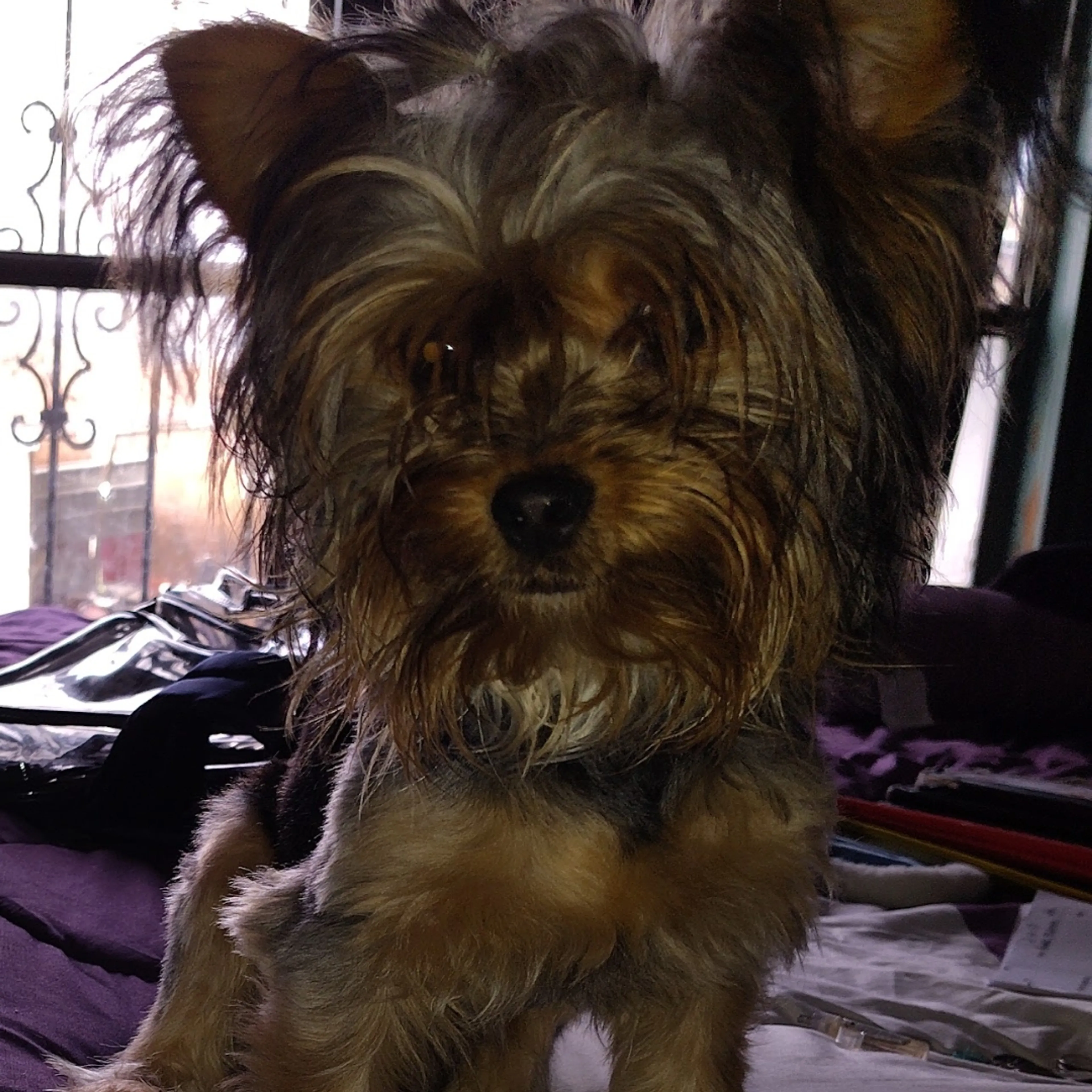Lost pet-1