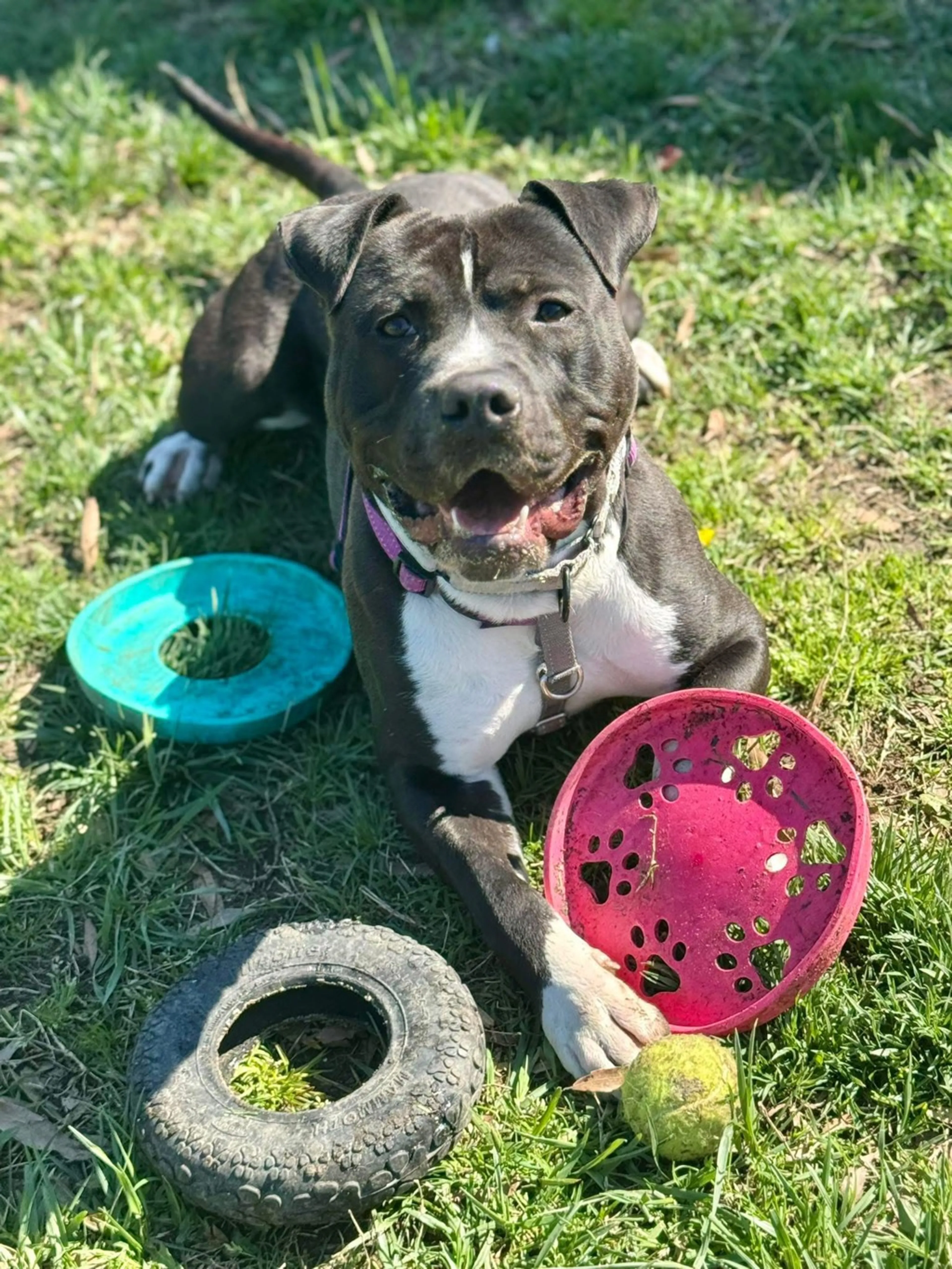 Found pet