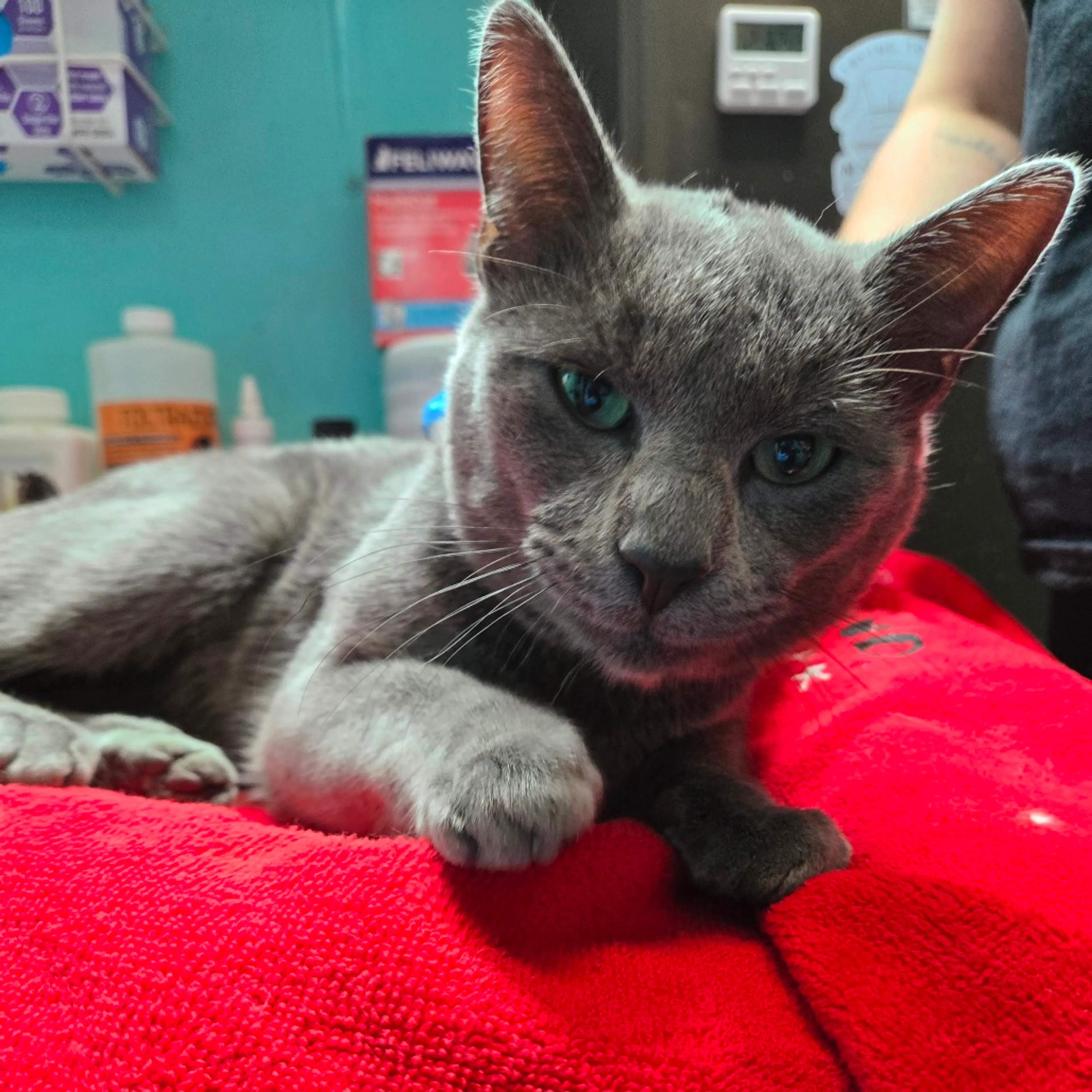 Found pet-2