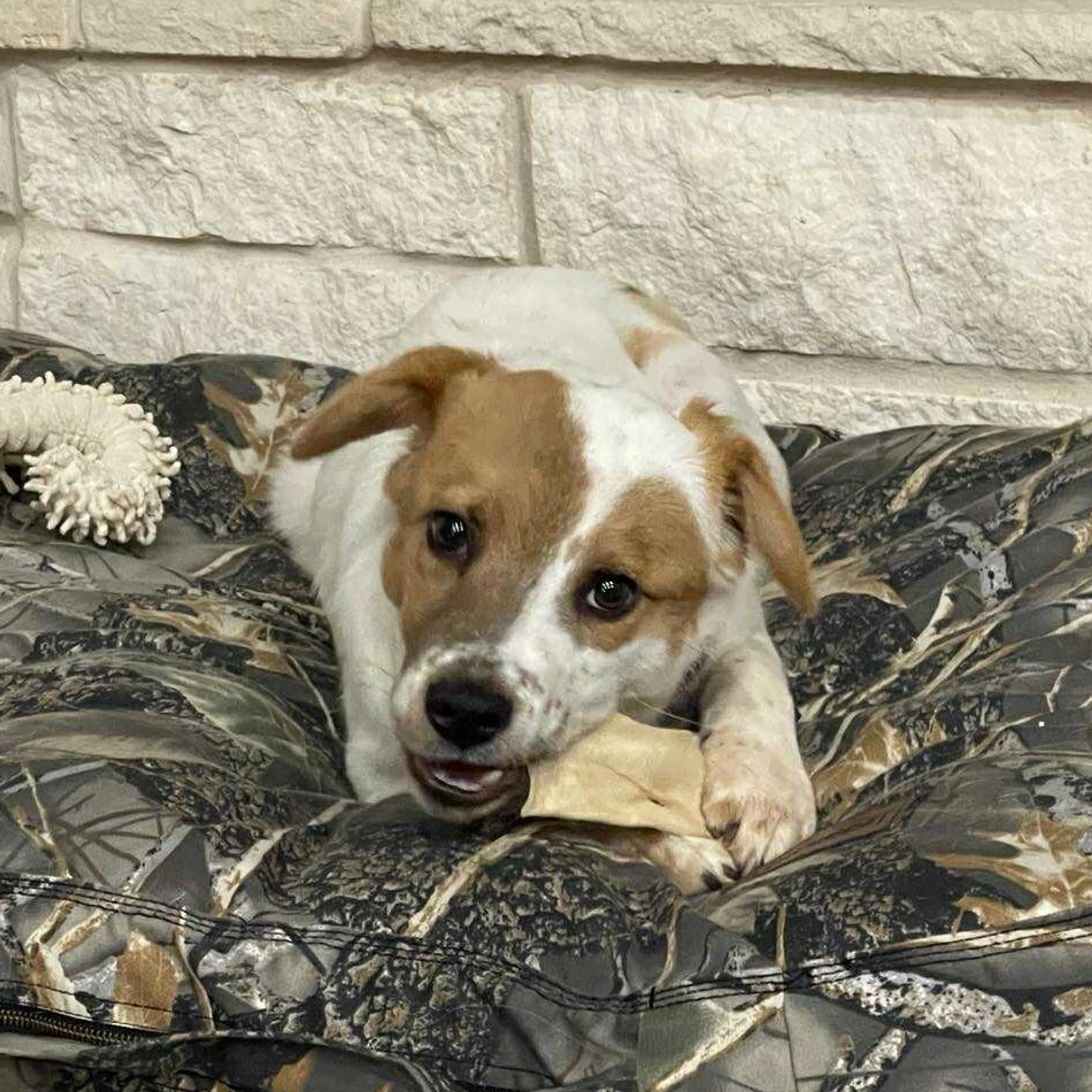 Found pet-2