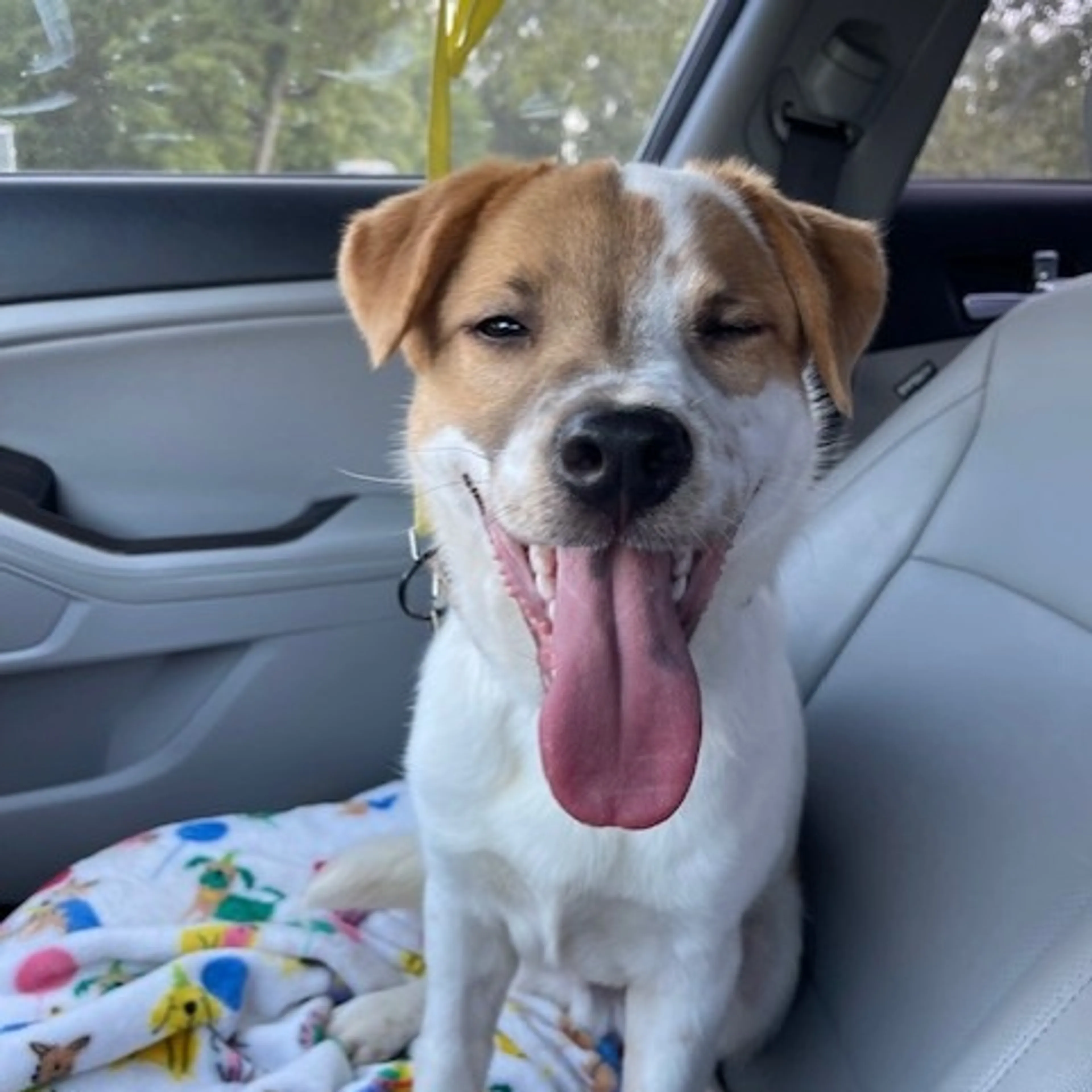 Found pet-12