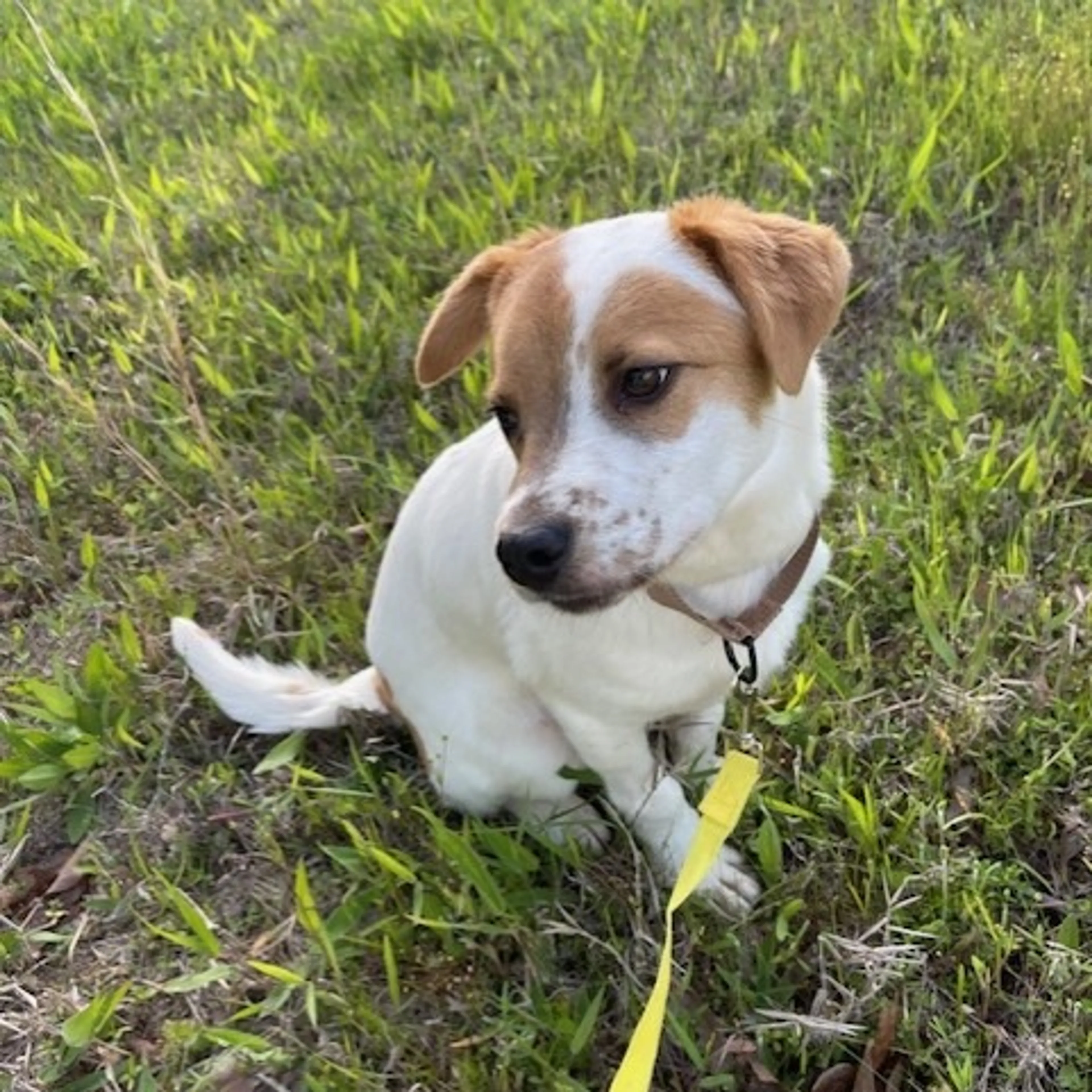 Found pet-4