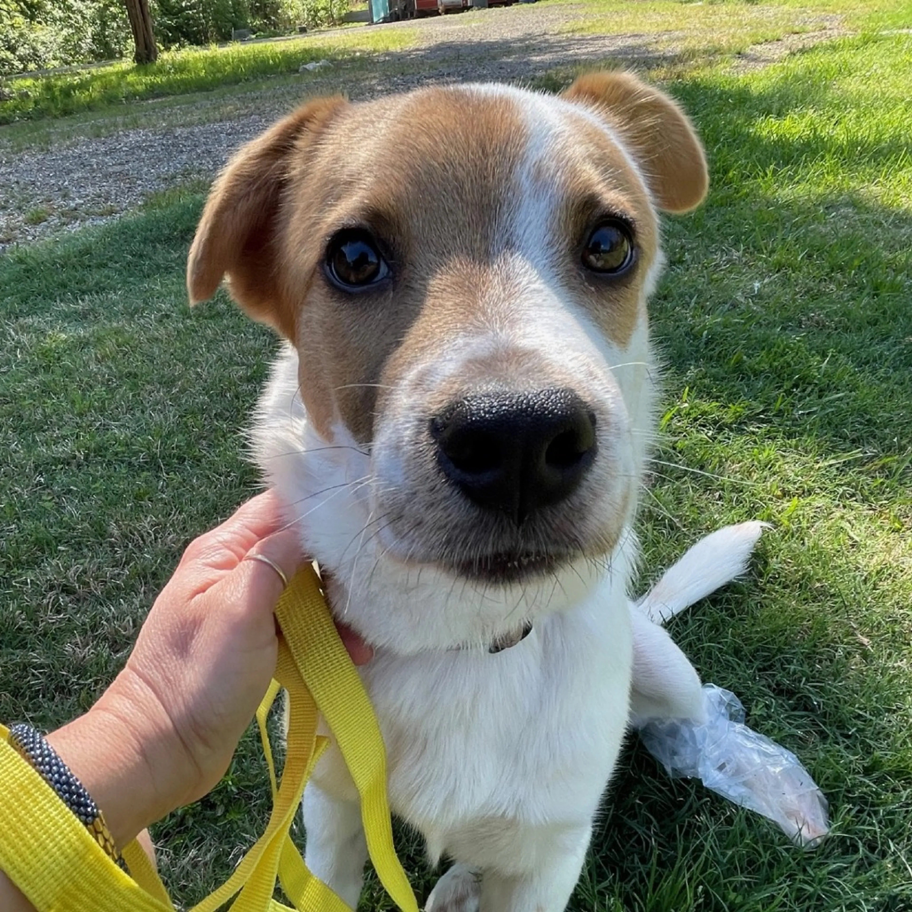Found pet-7