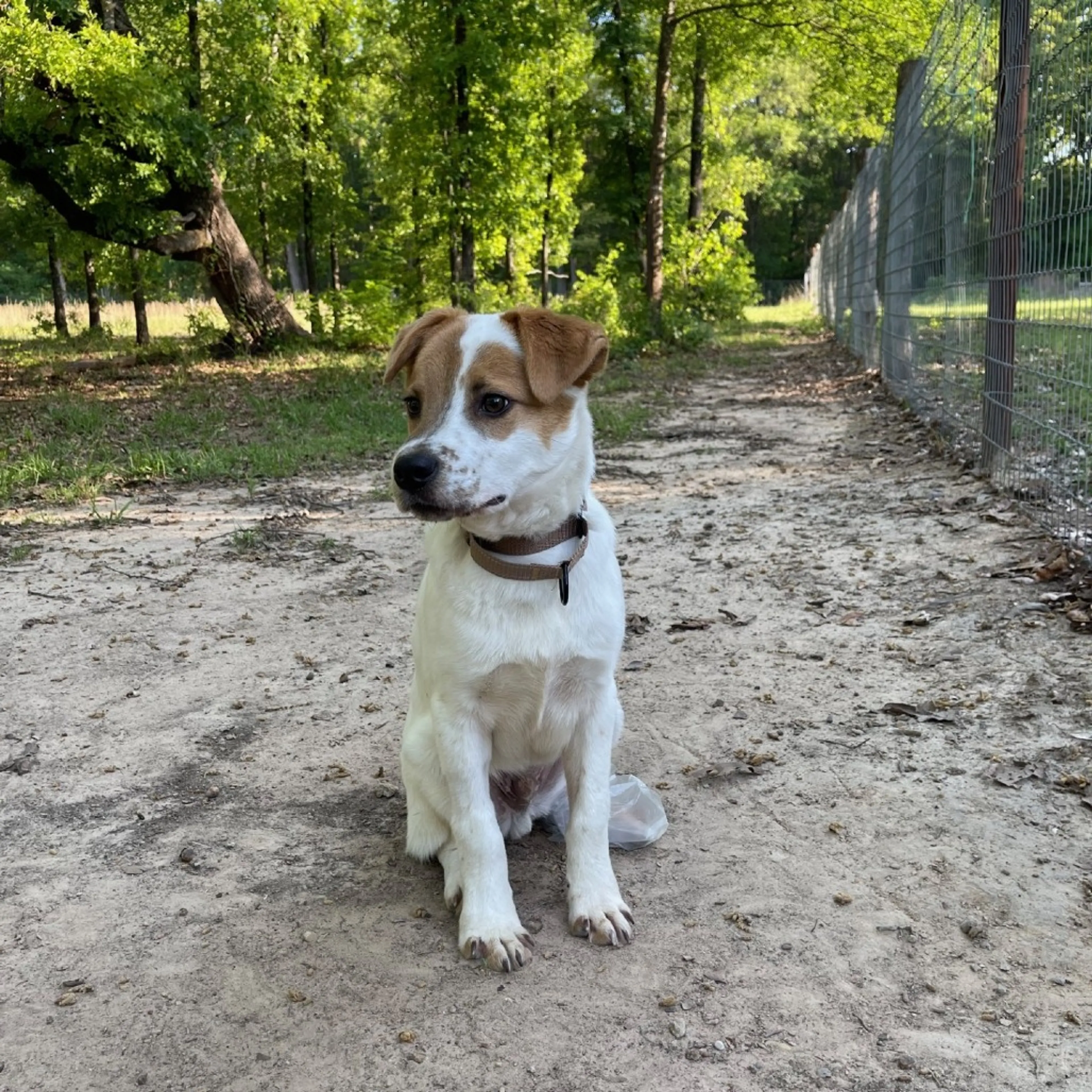 Found pet-6