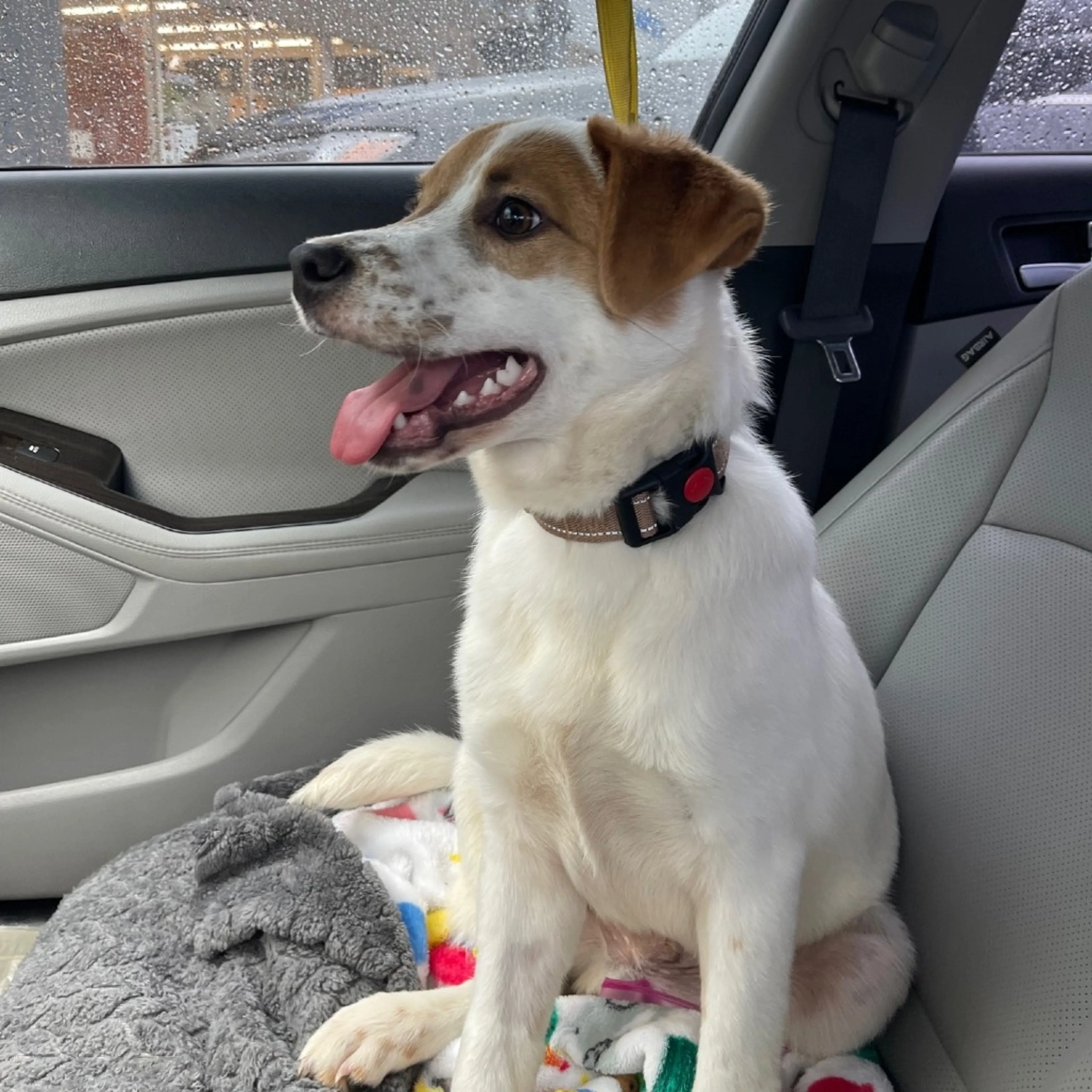 Found pet-8