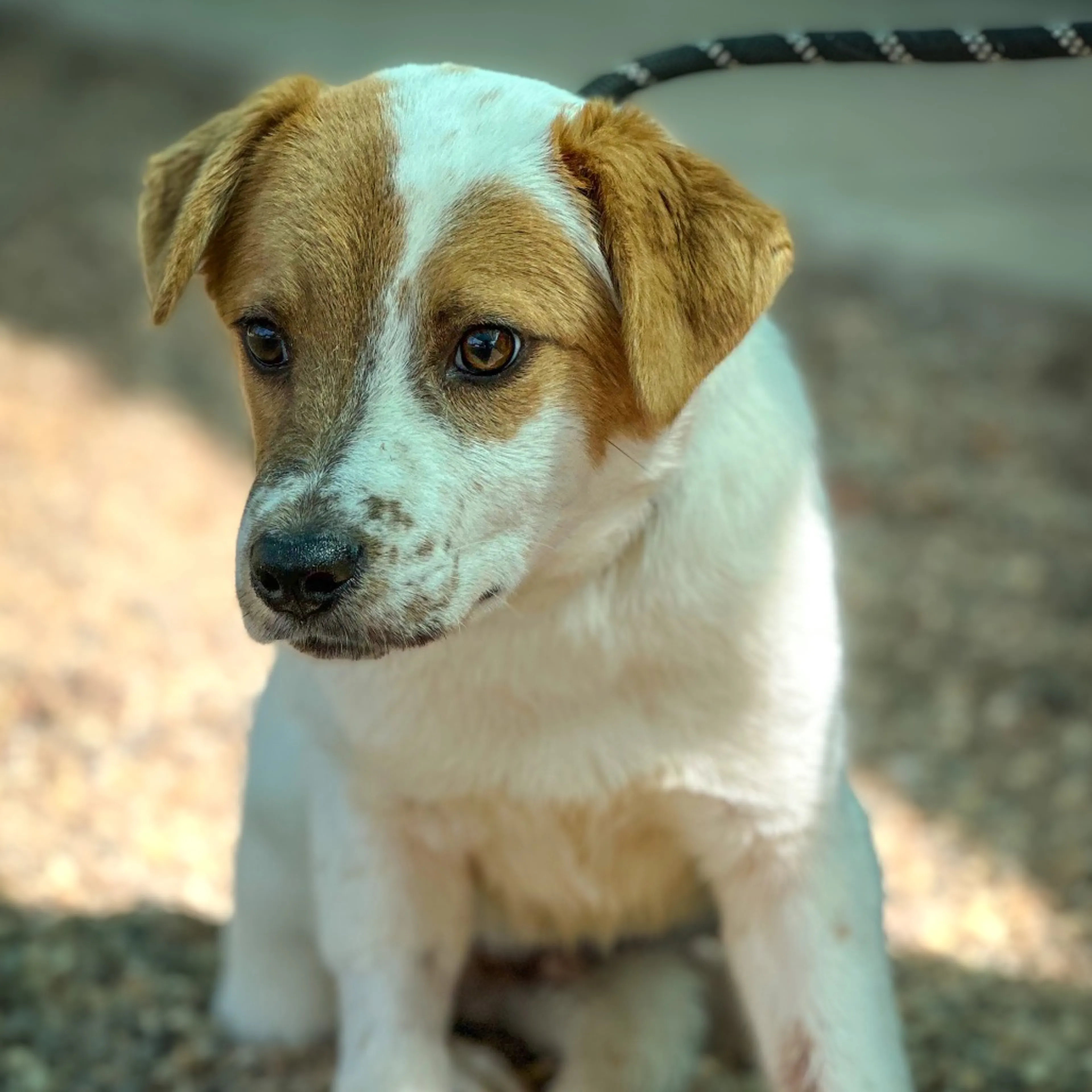 Found pet-1
