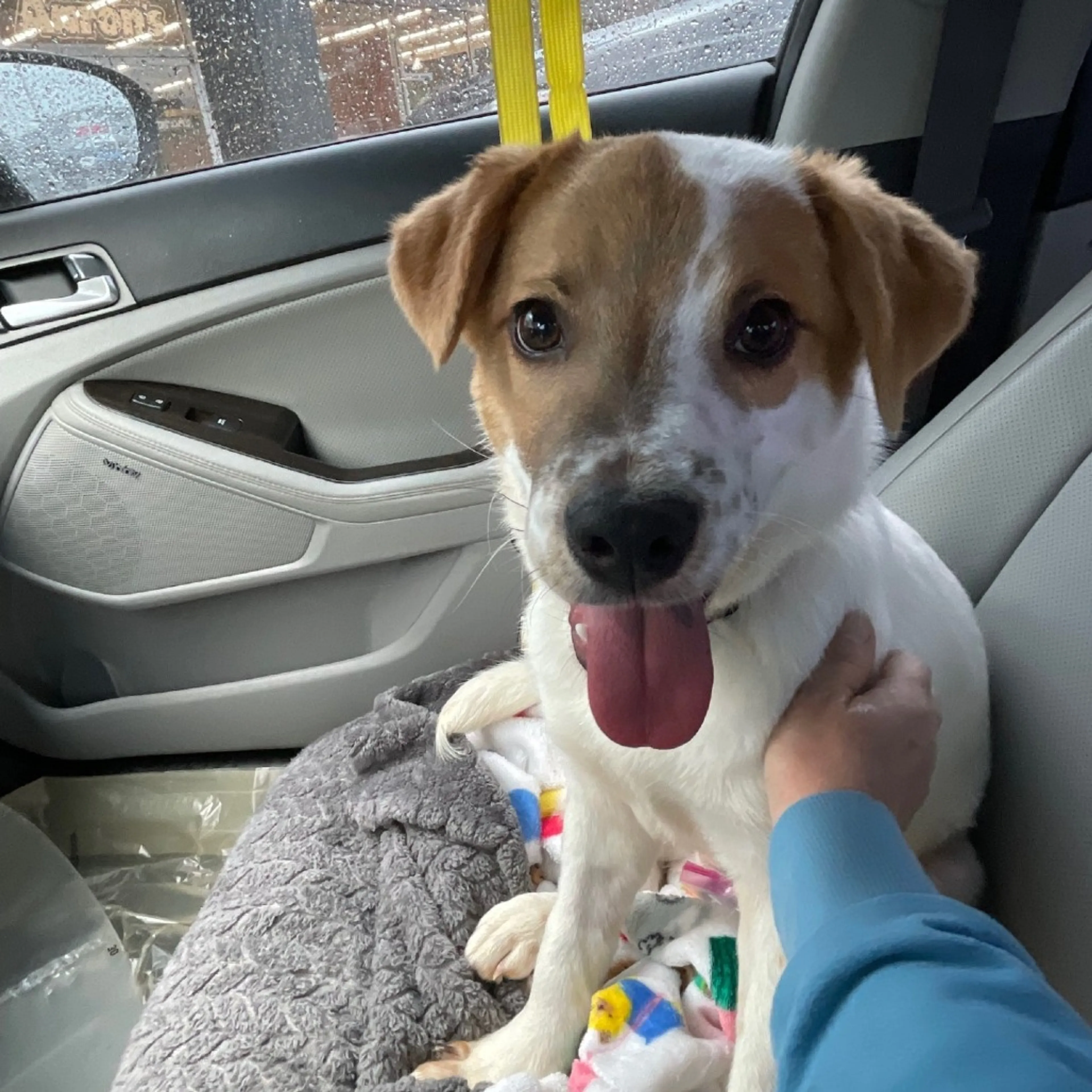 Found pet-9