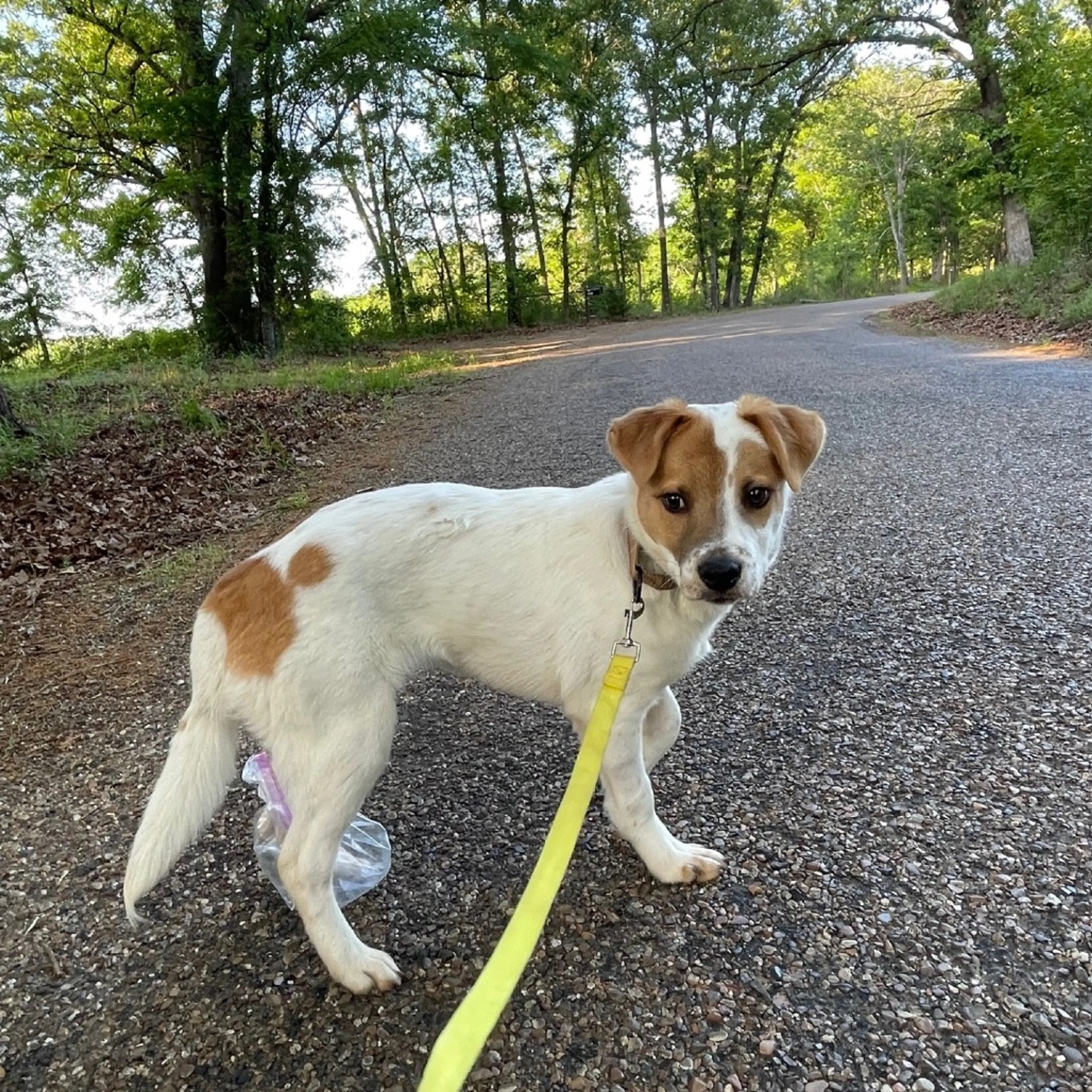 Found pet-11