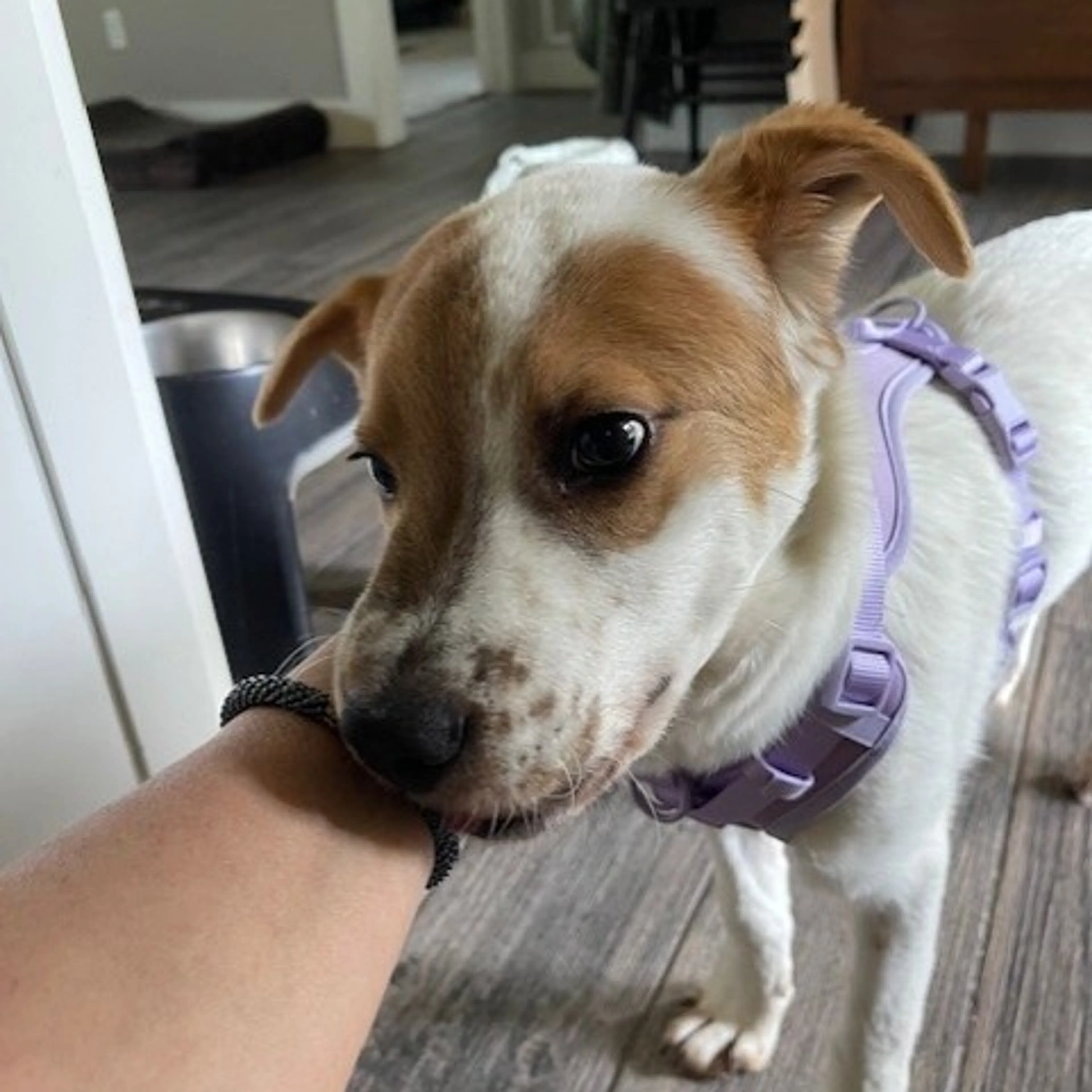 Found pet-5