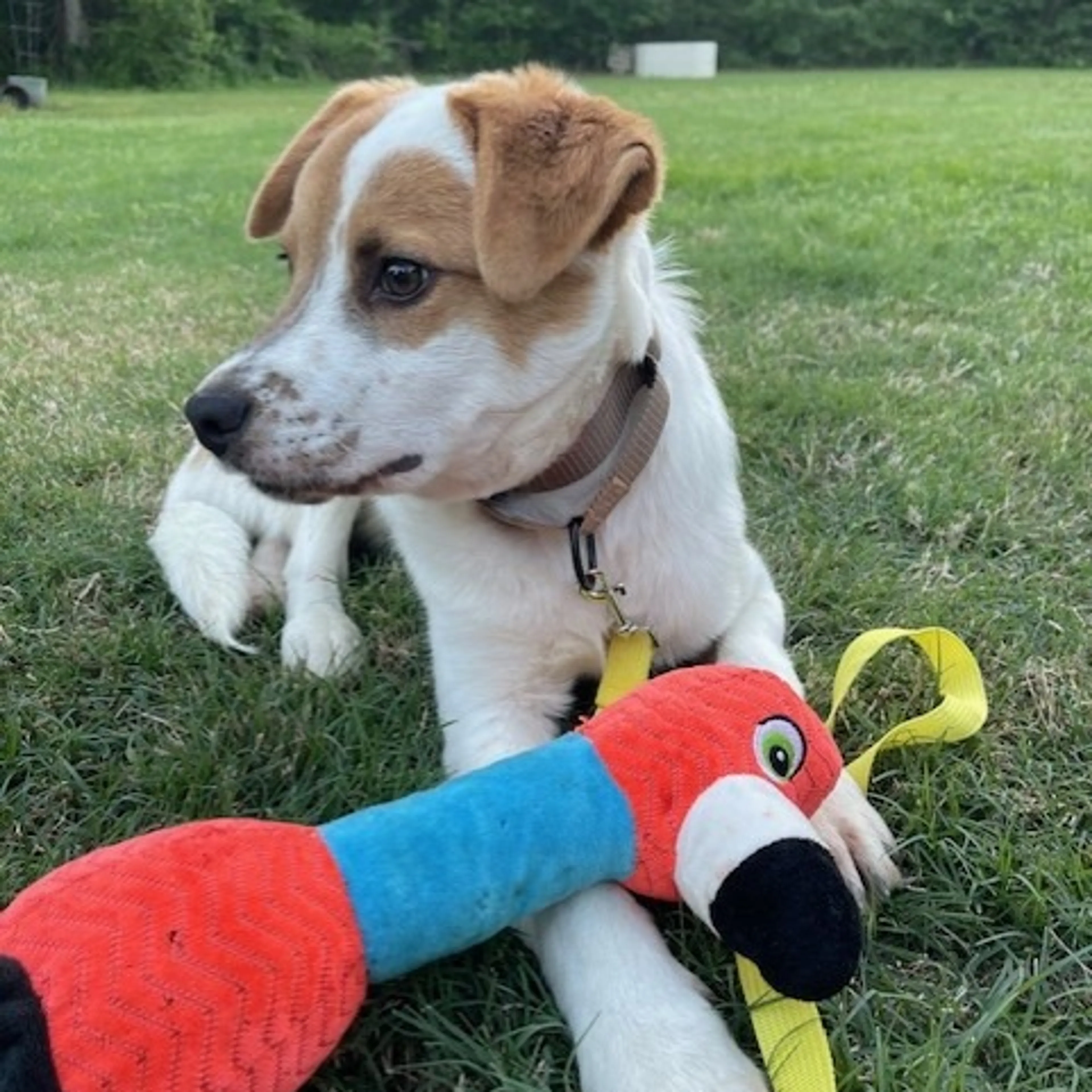 Found pet-3