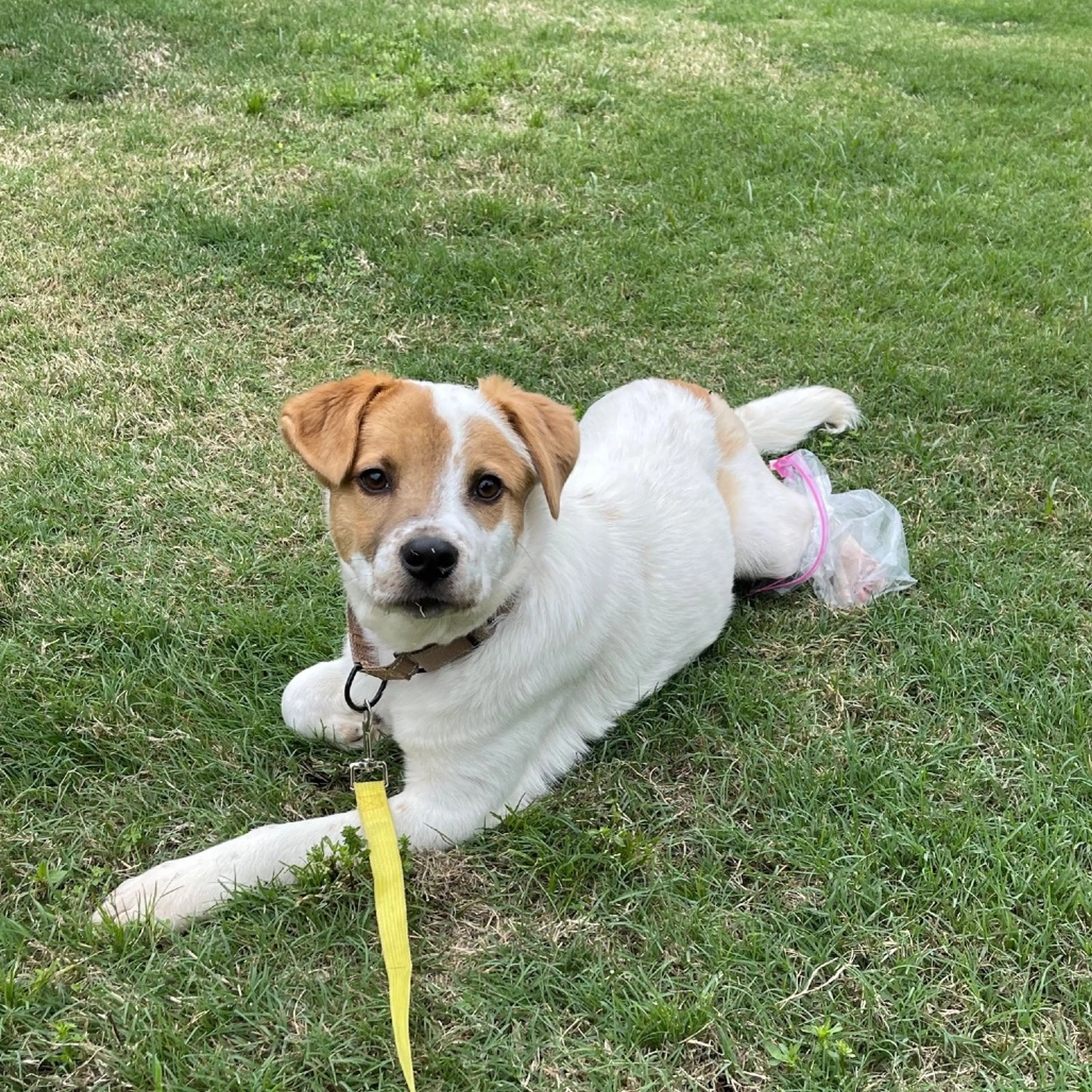 Found pet-10