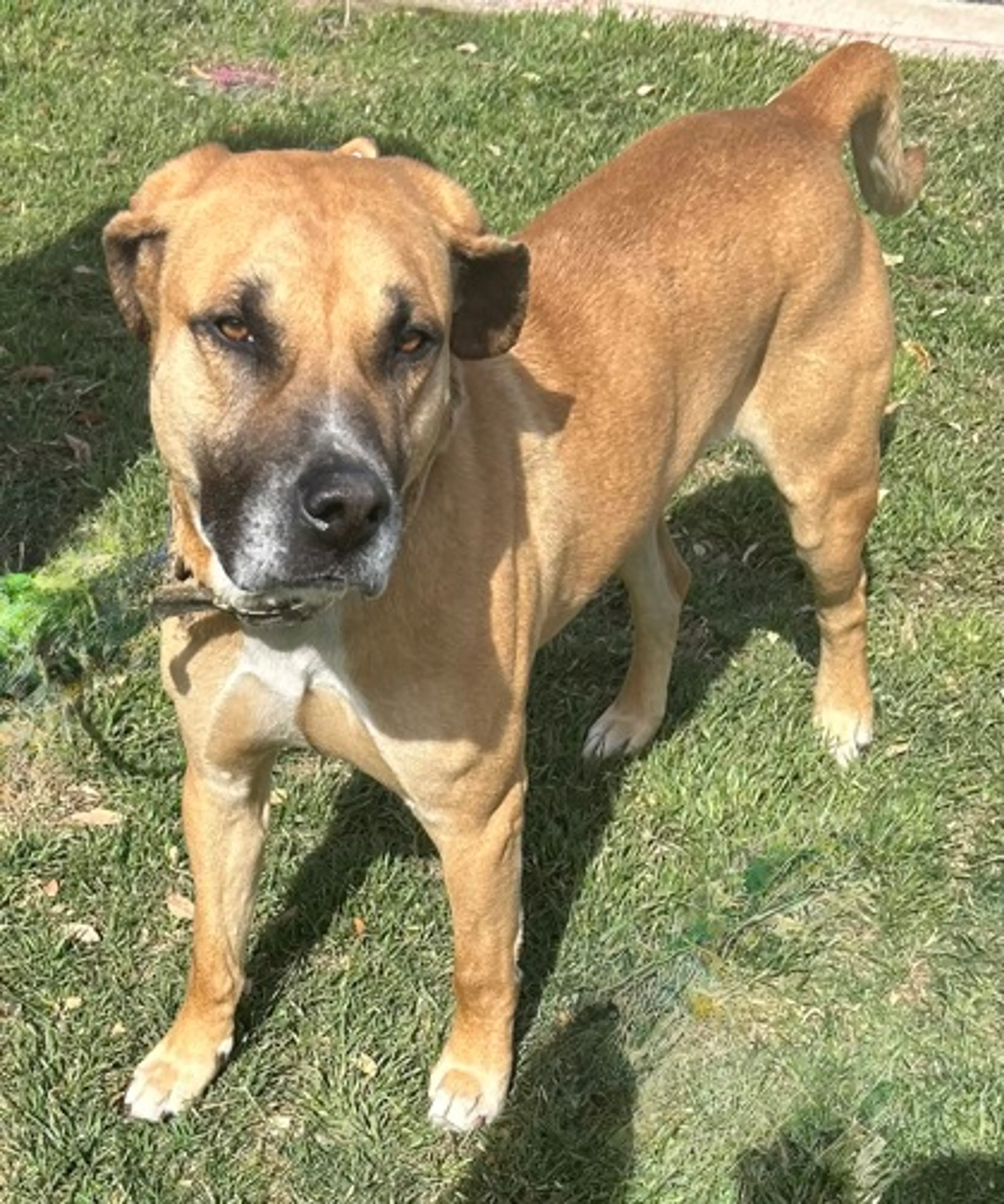 Found pet-2