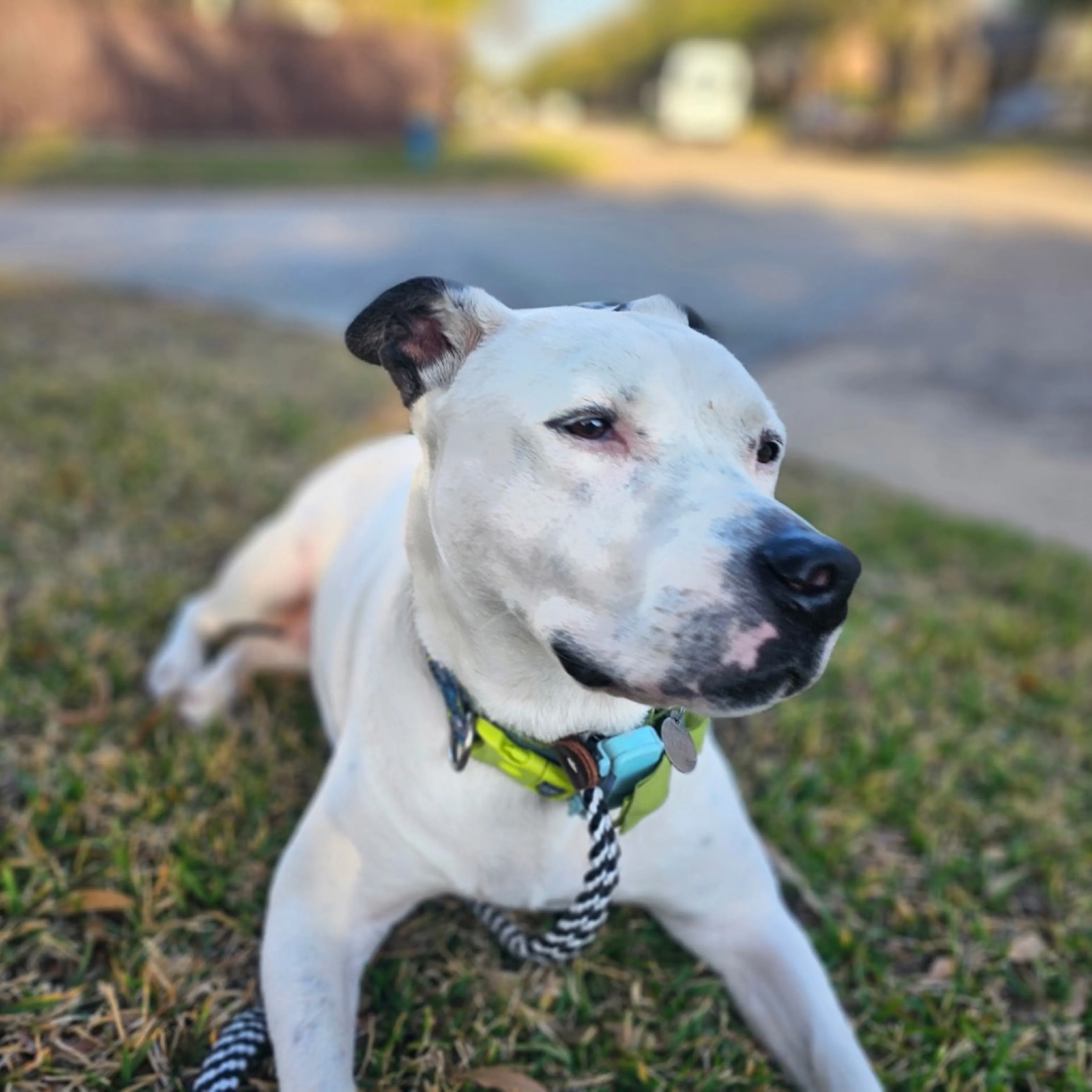 Found pet-4