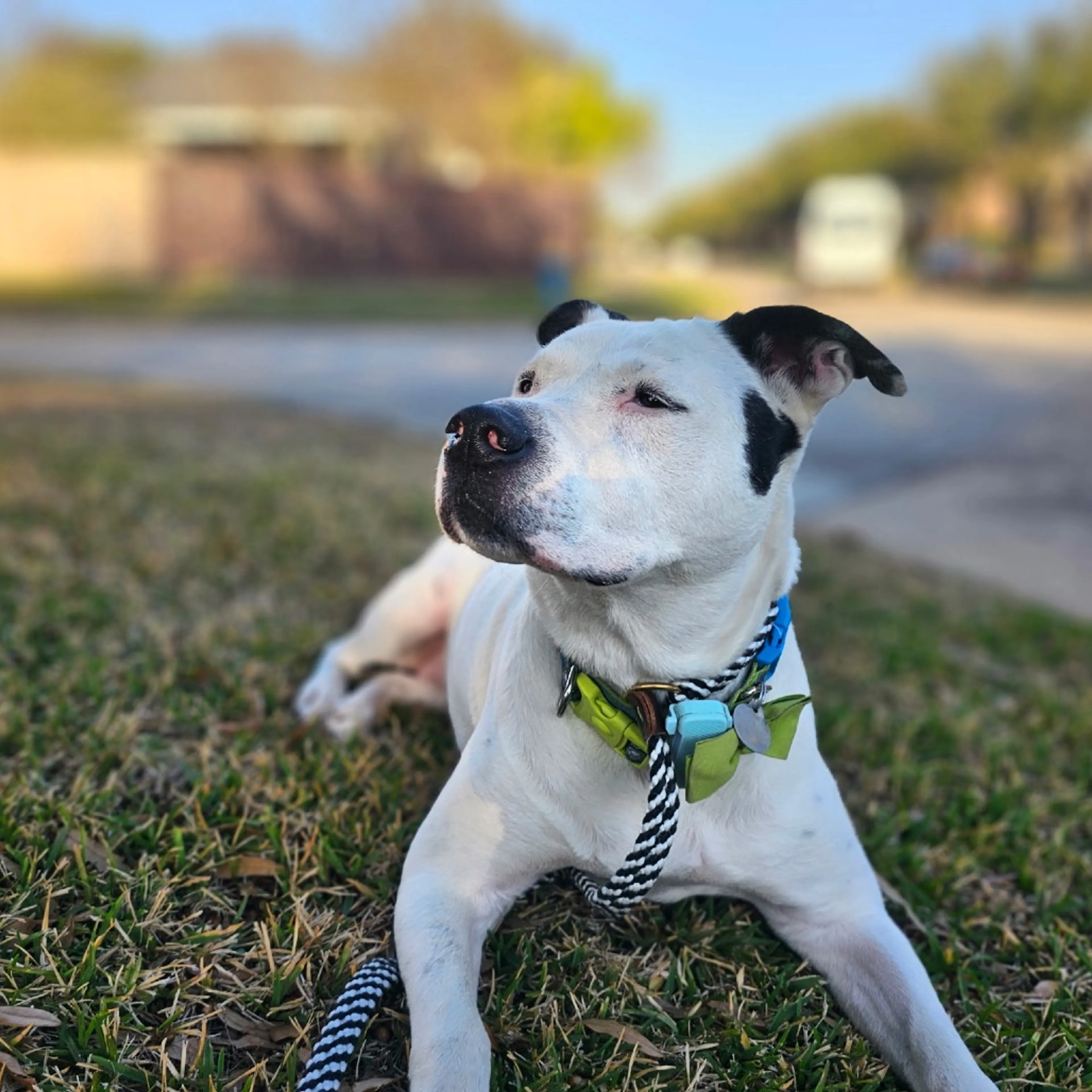 Found pet-3