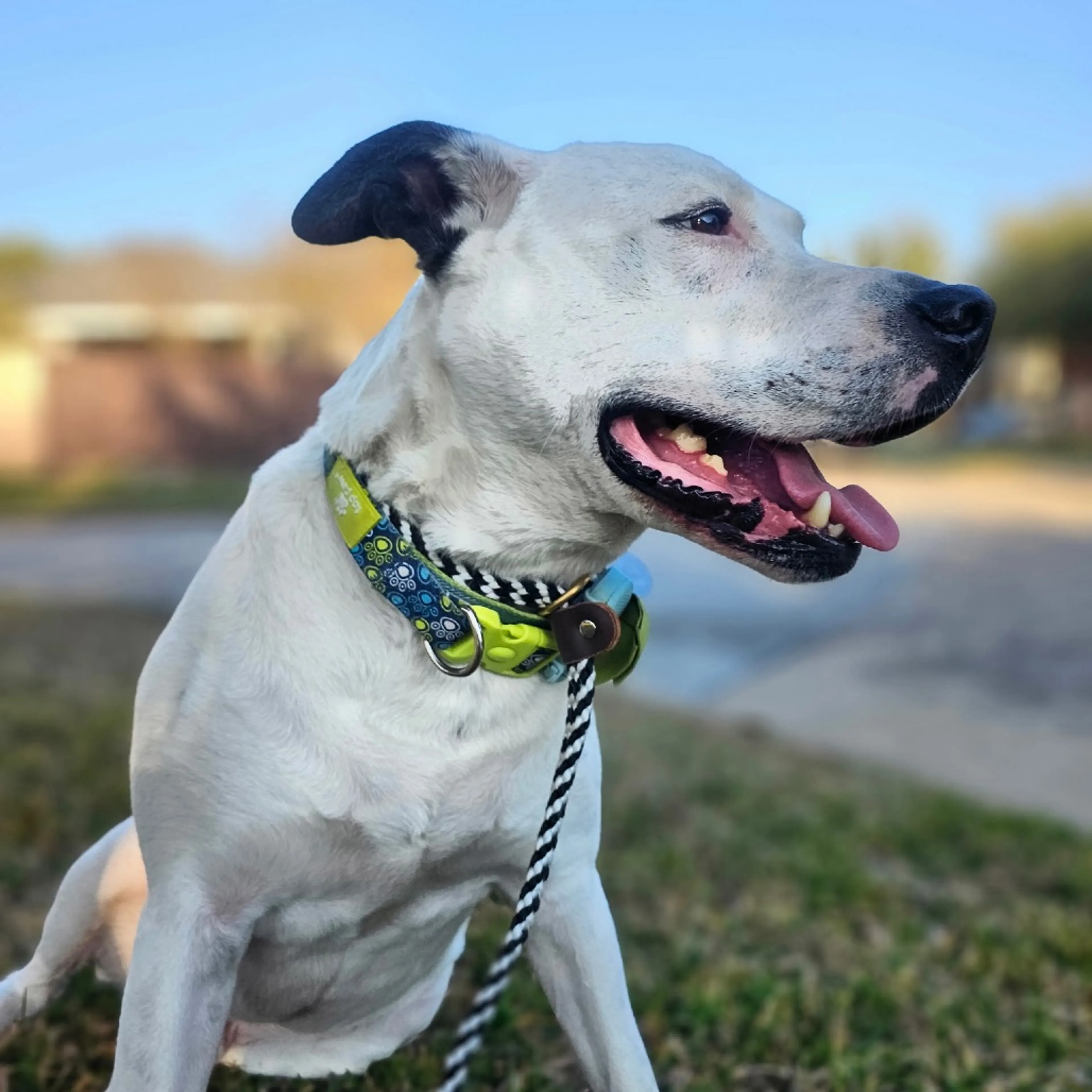 Found pet-5