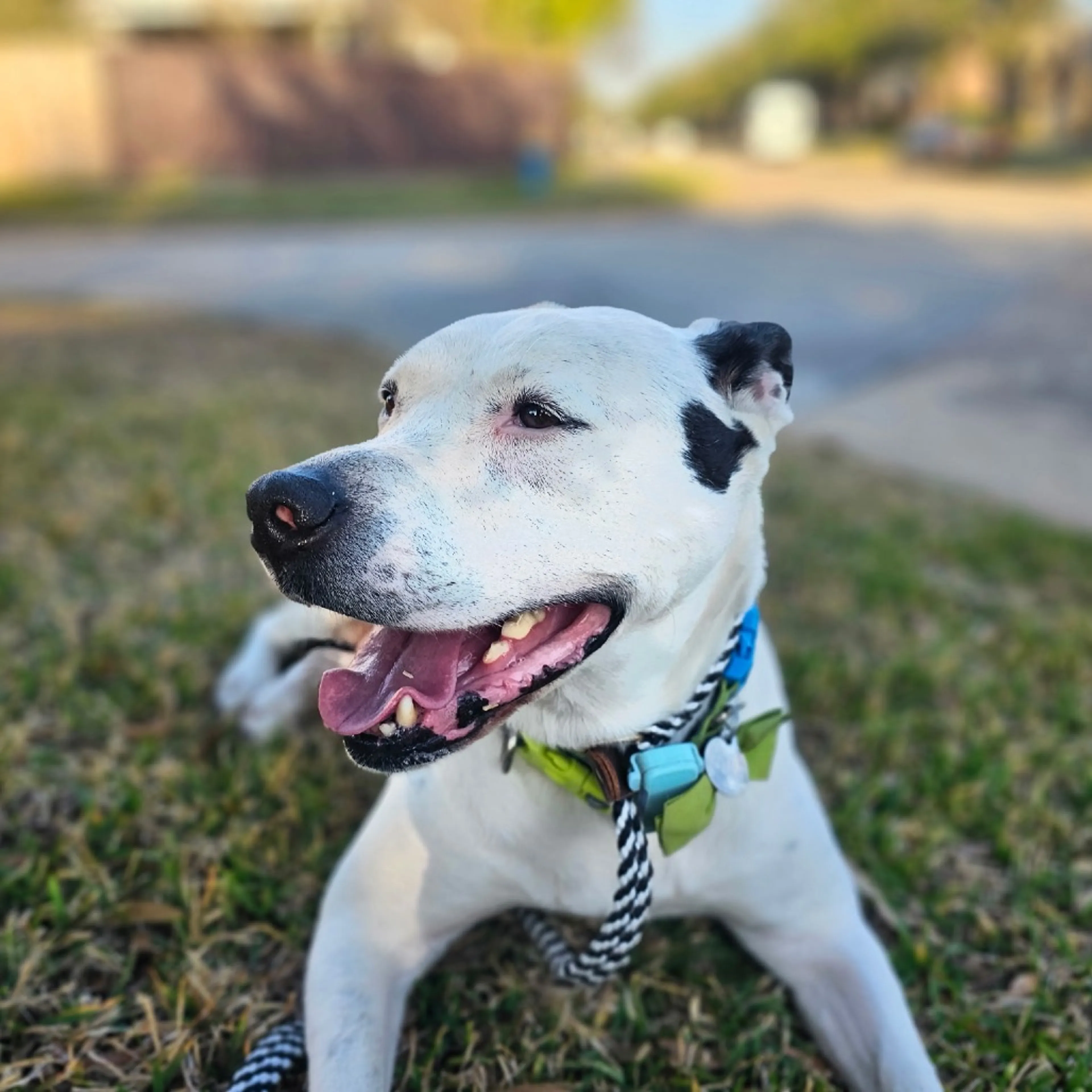 Found pet-2