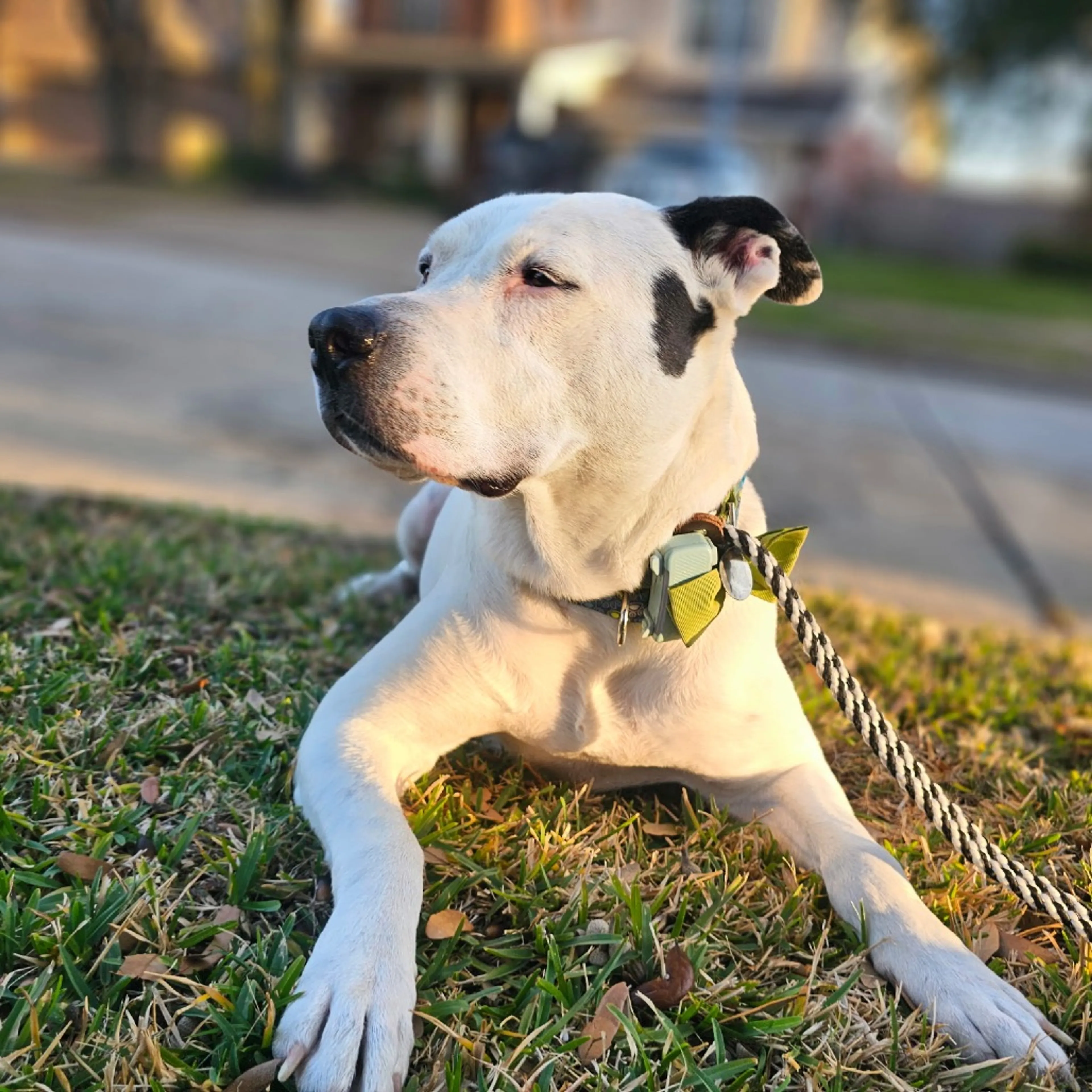 Found pet-1