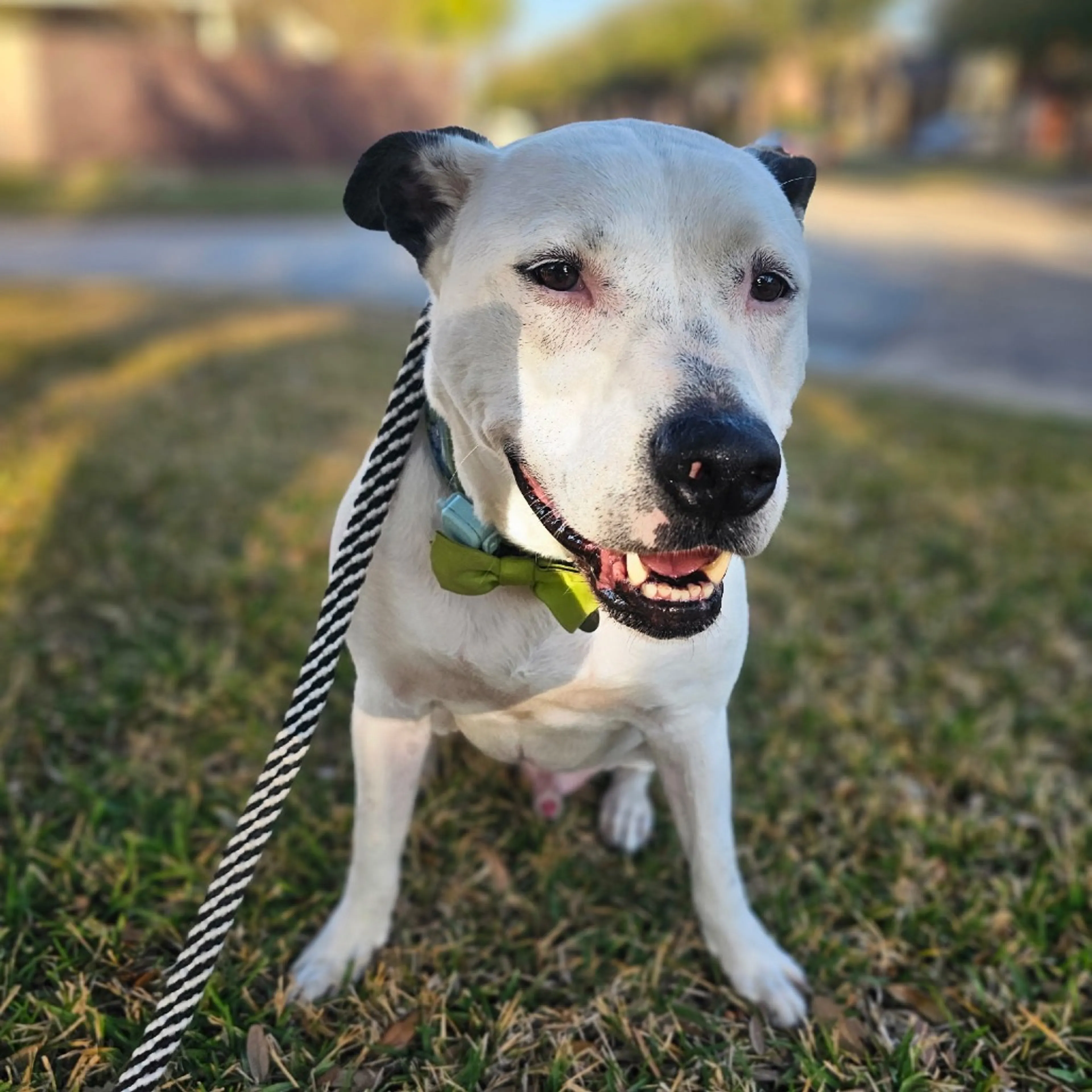 Found pet-6