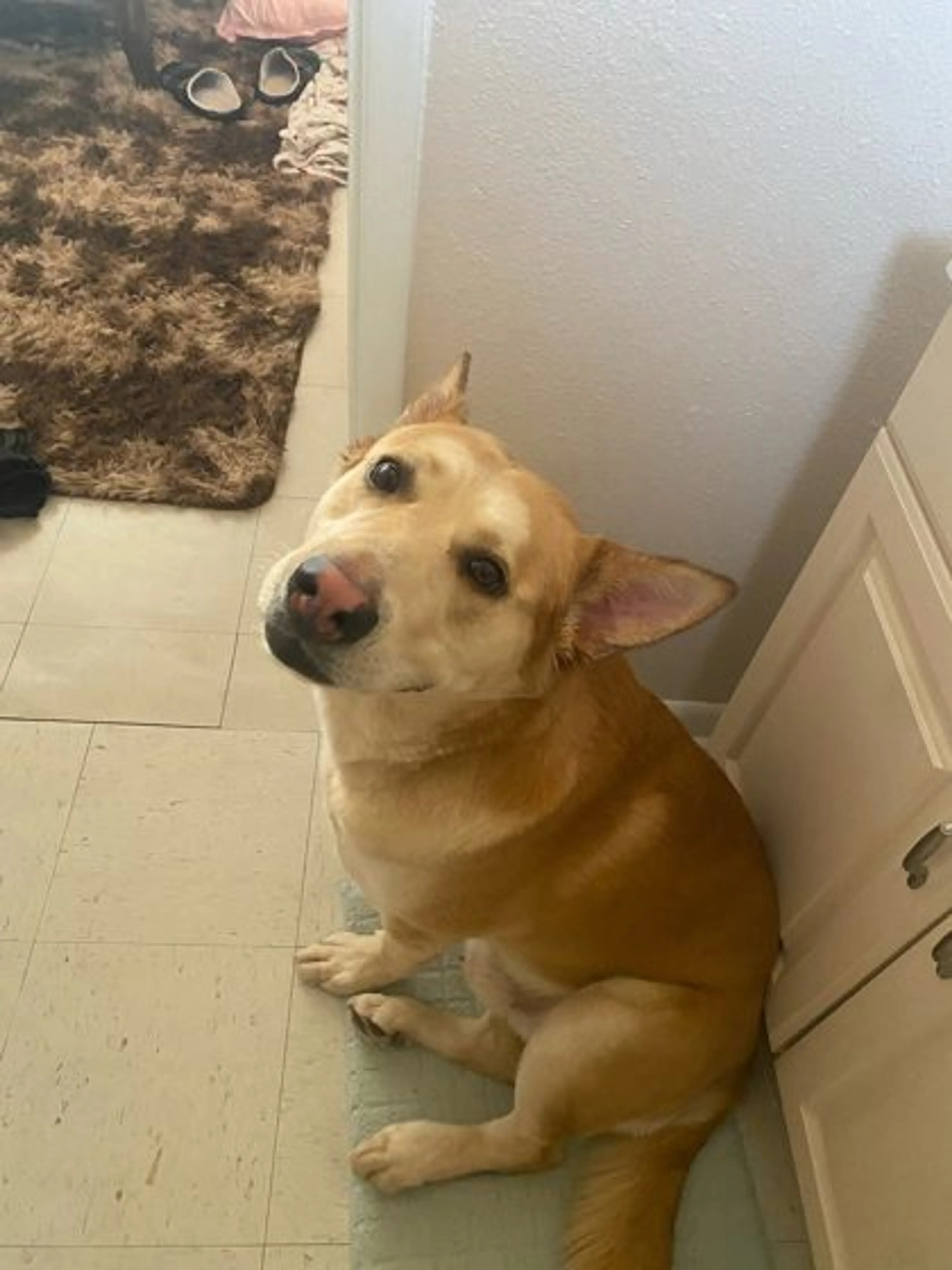 Found pet-1
