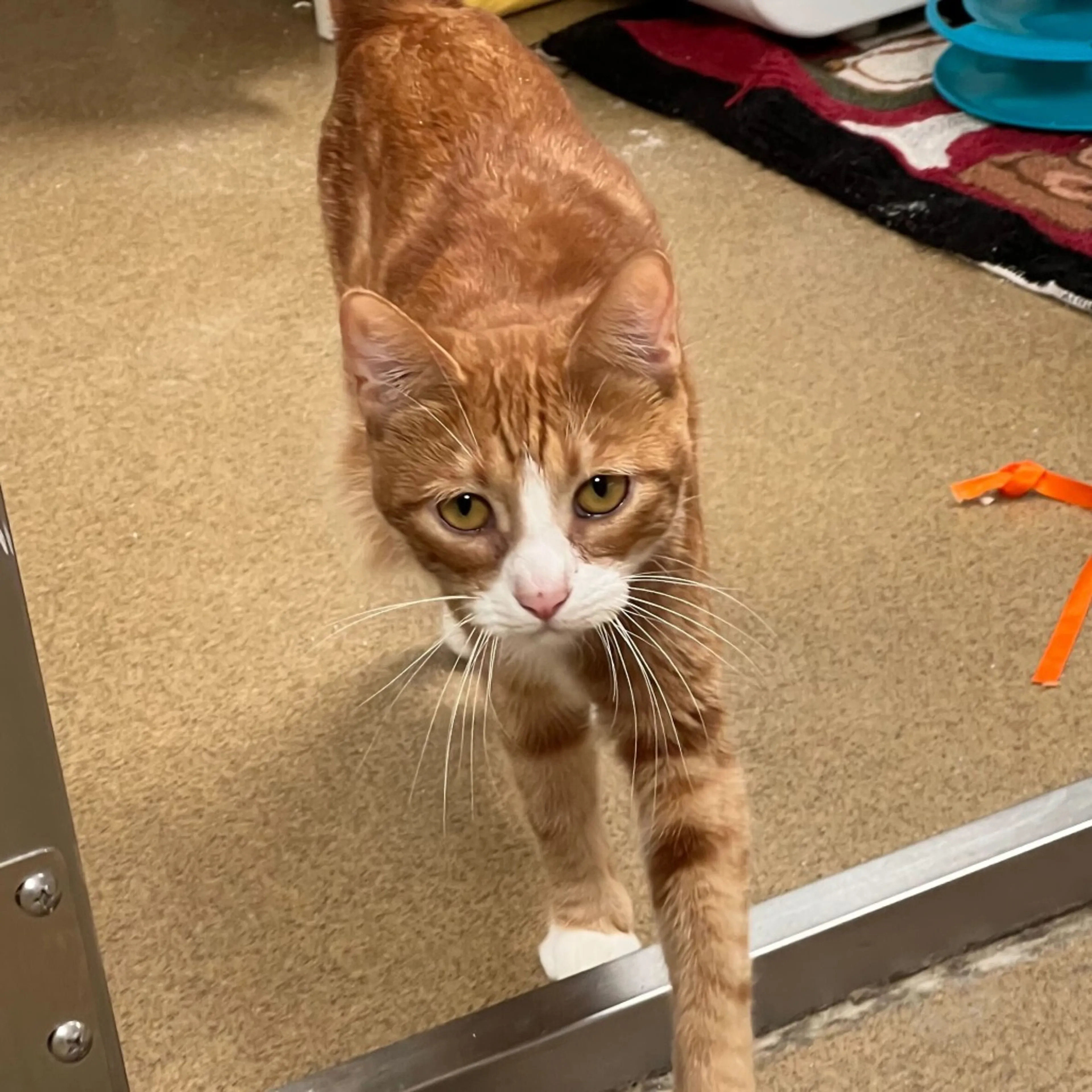 Found pet-6