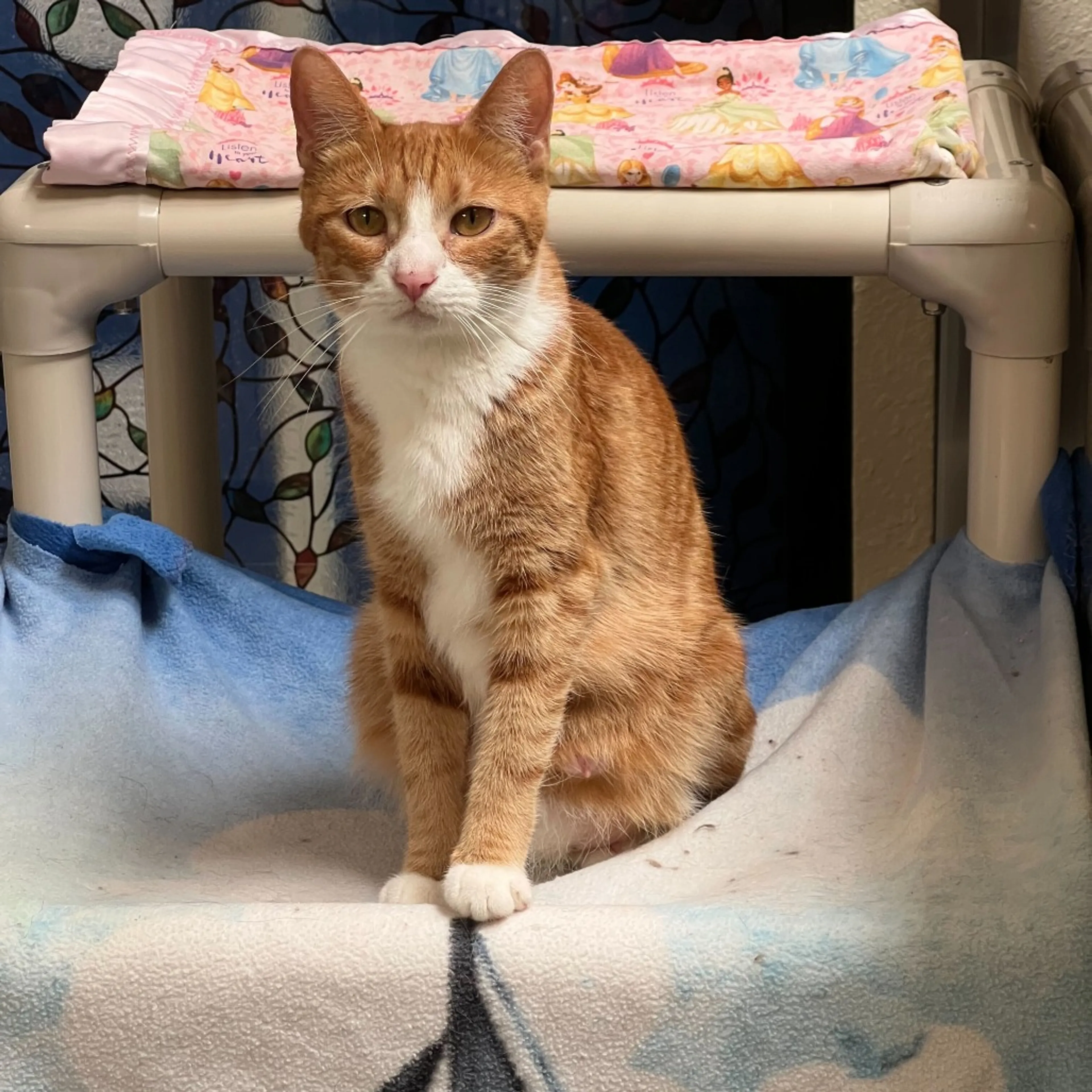 Found pet-5
