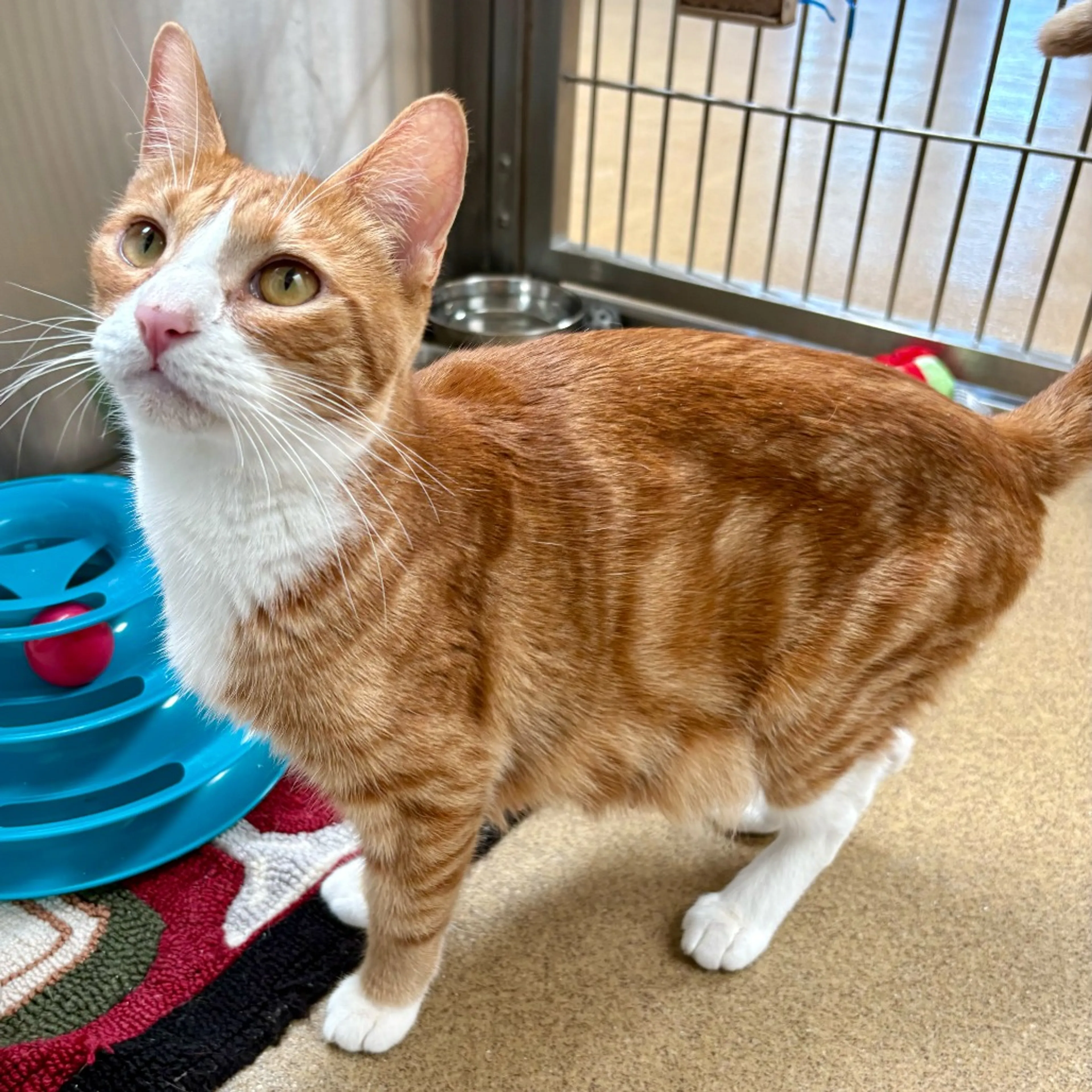 Found pet-10