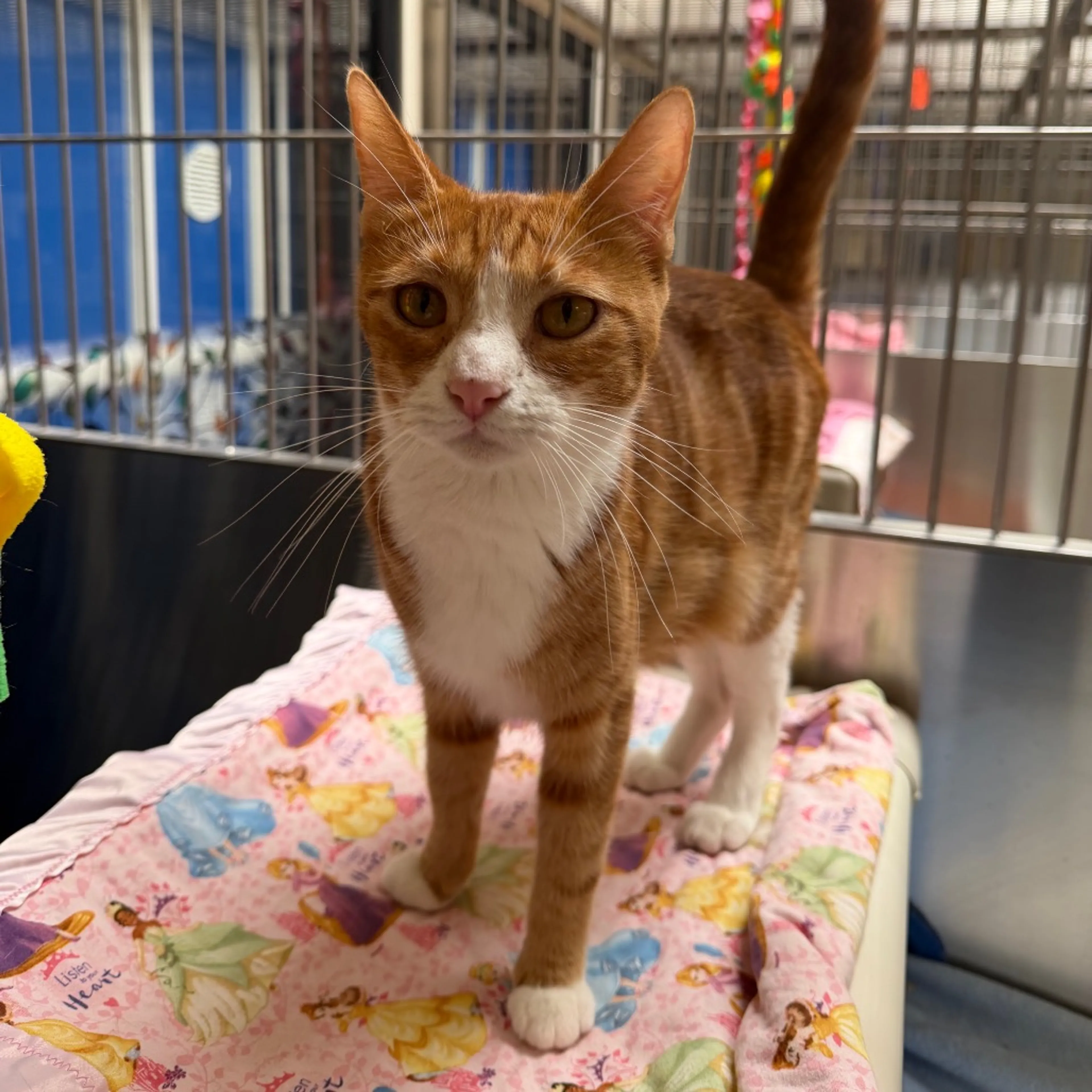 Found pet-1