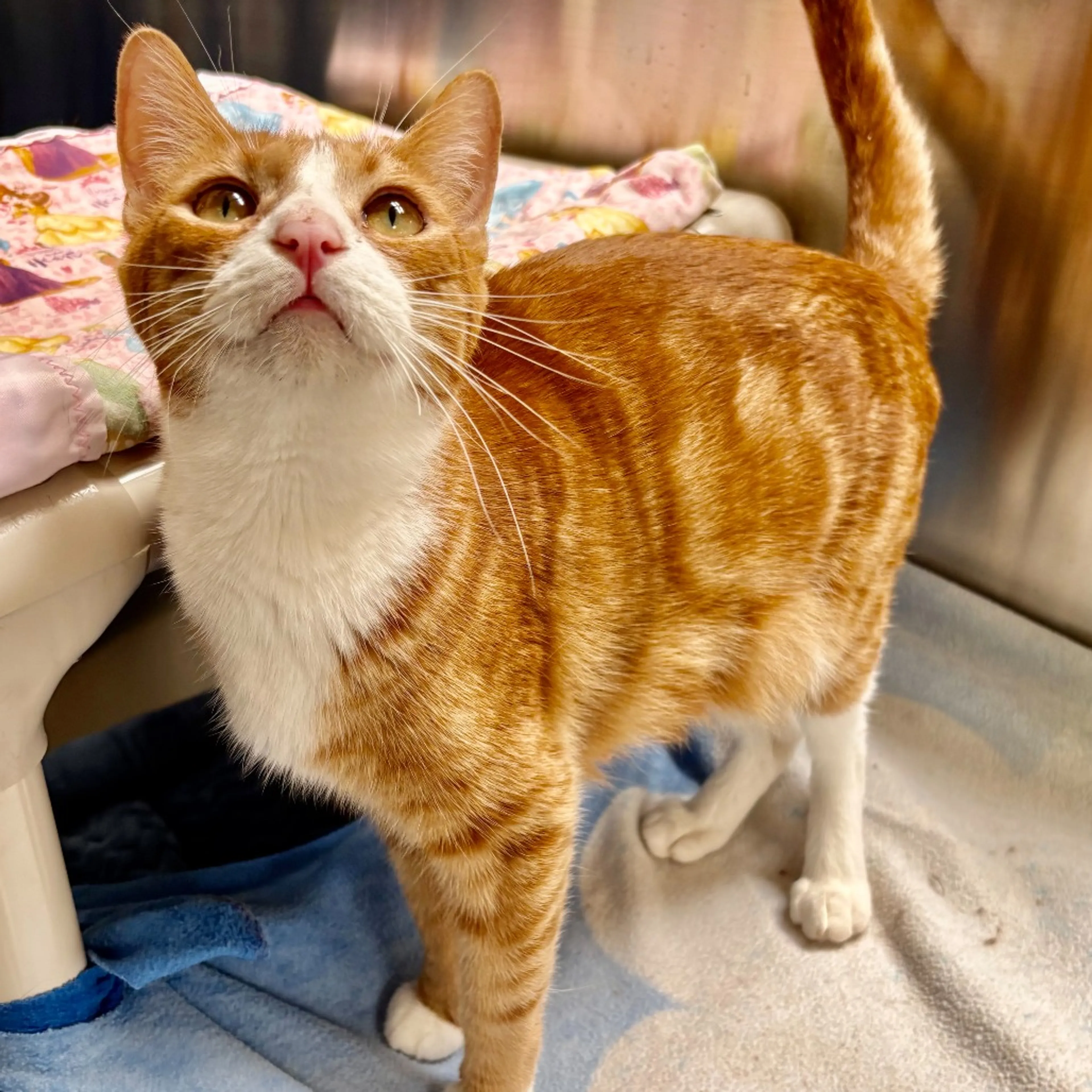 Found pet-11