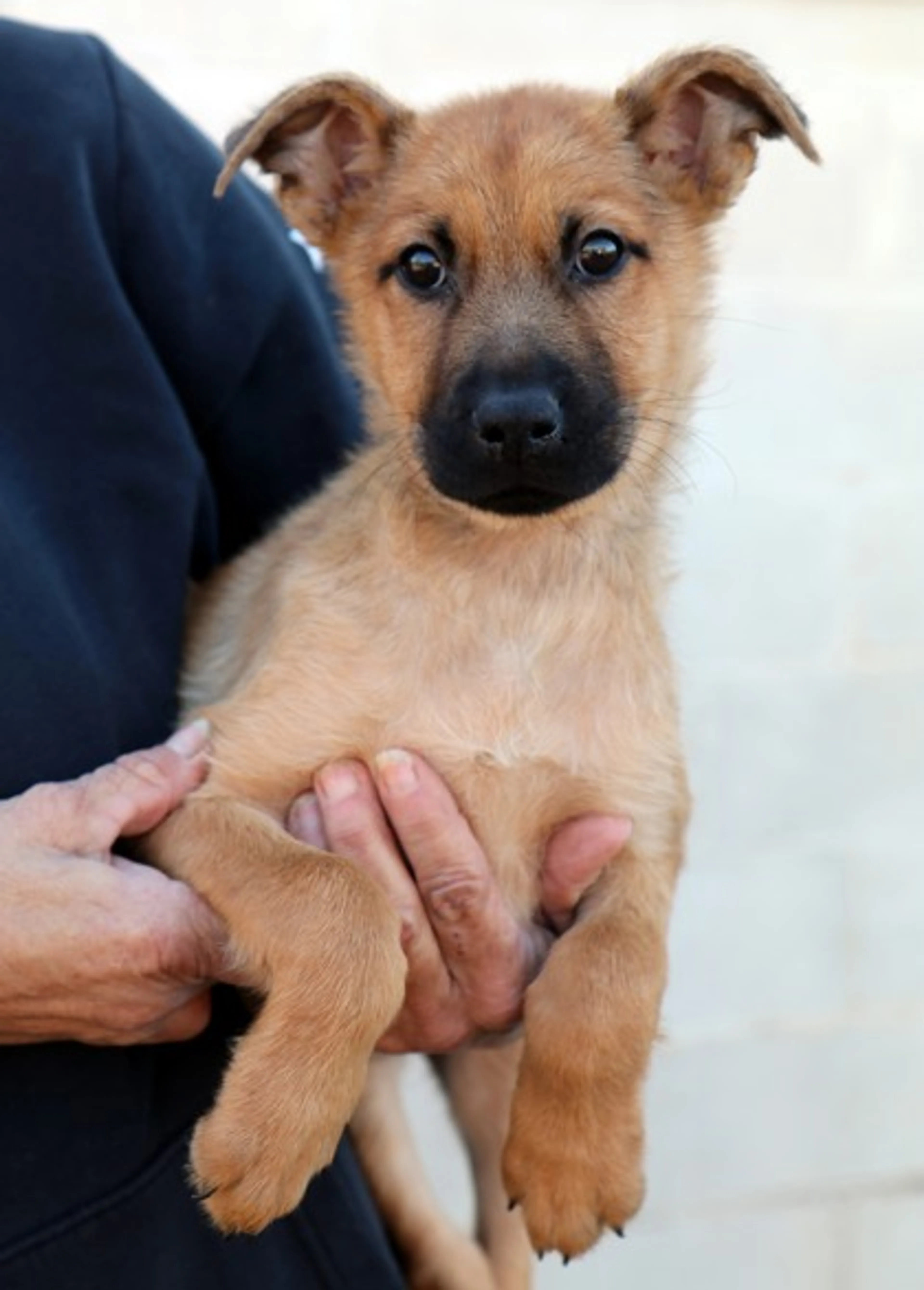 Found pet-2