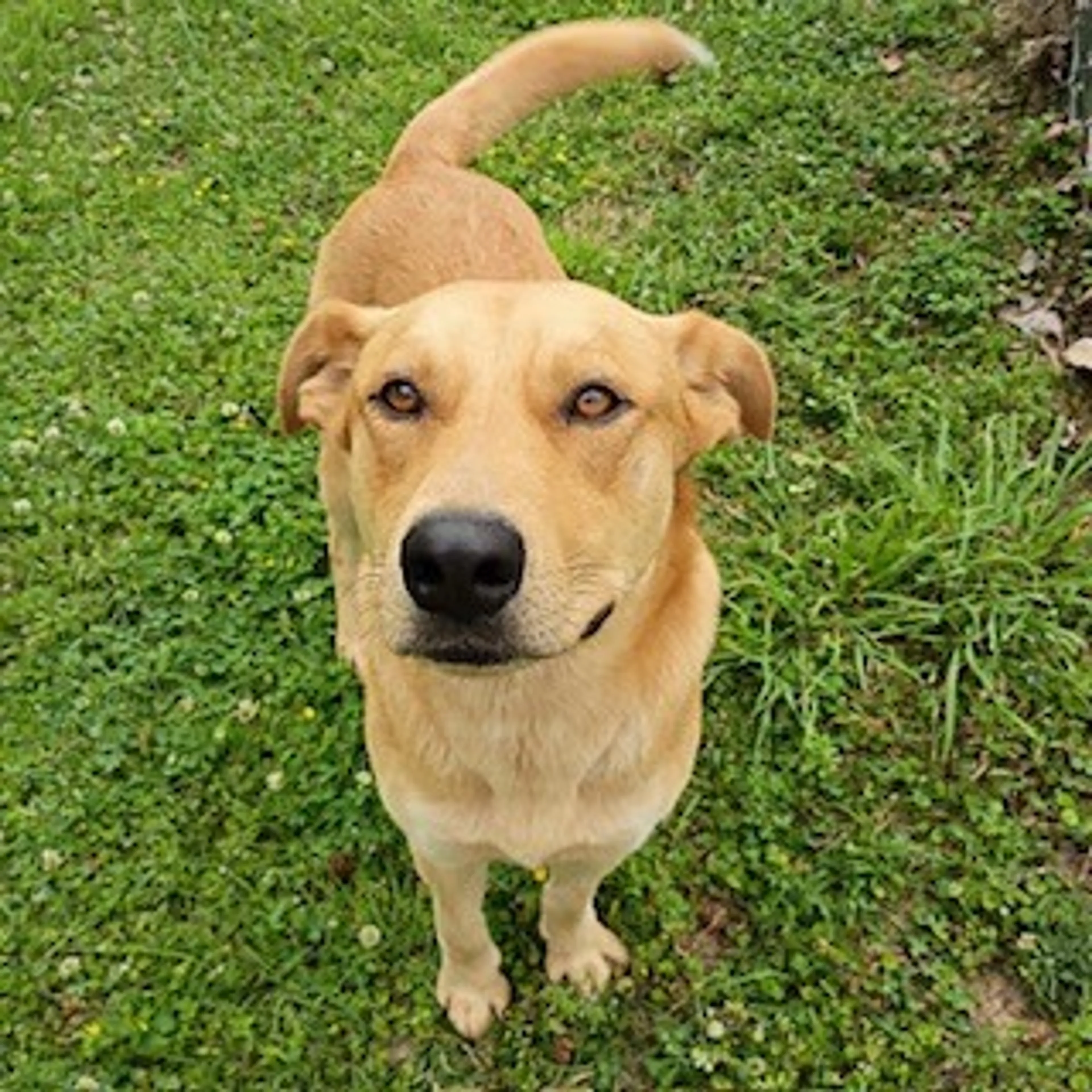 Found pet-1