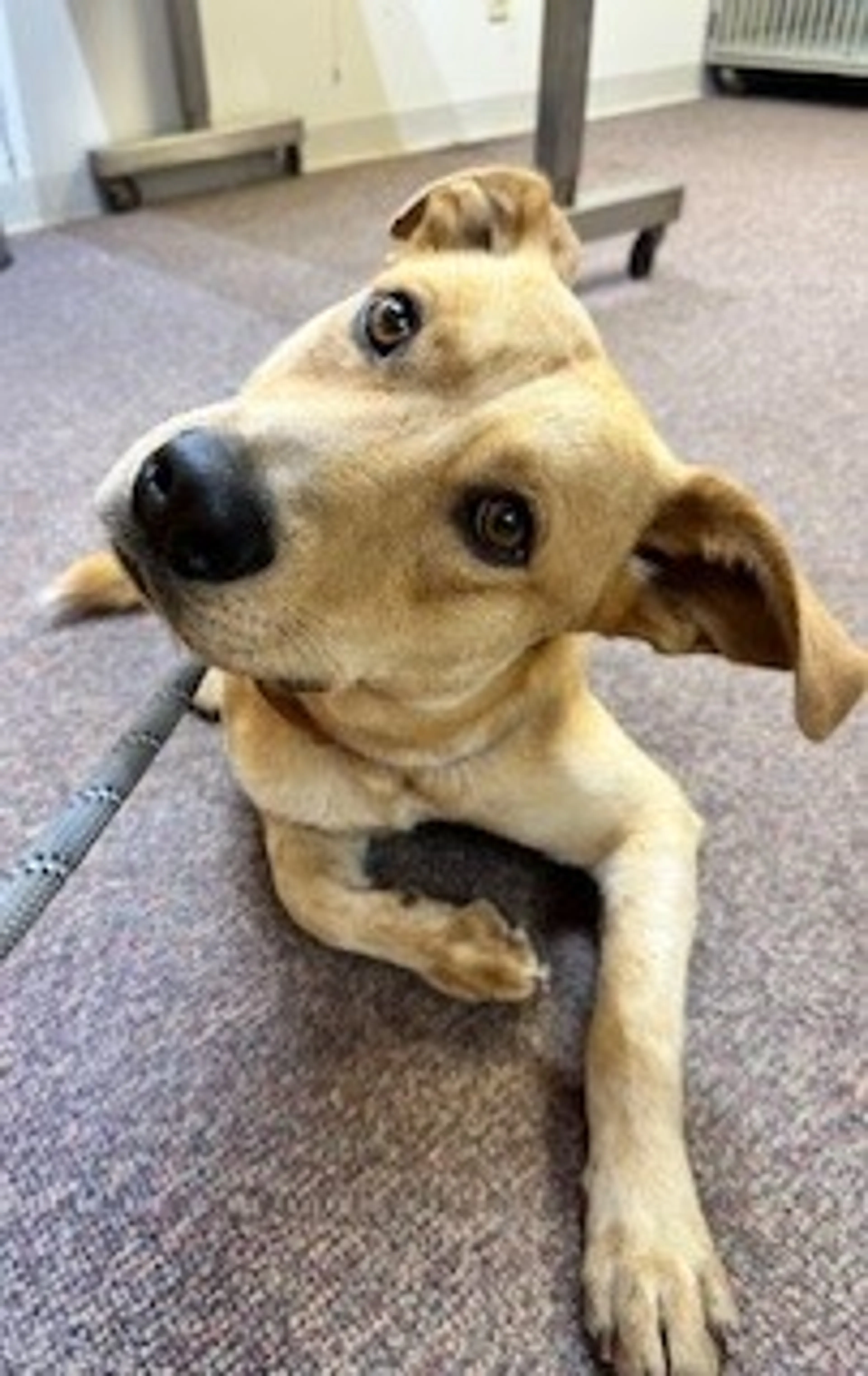 Found pet-2