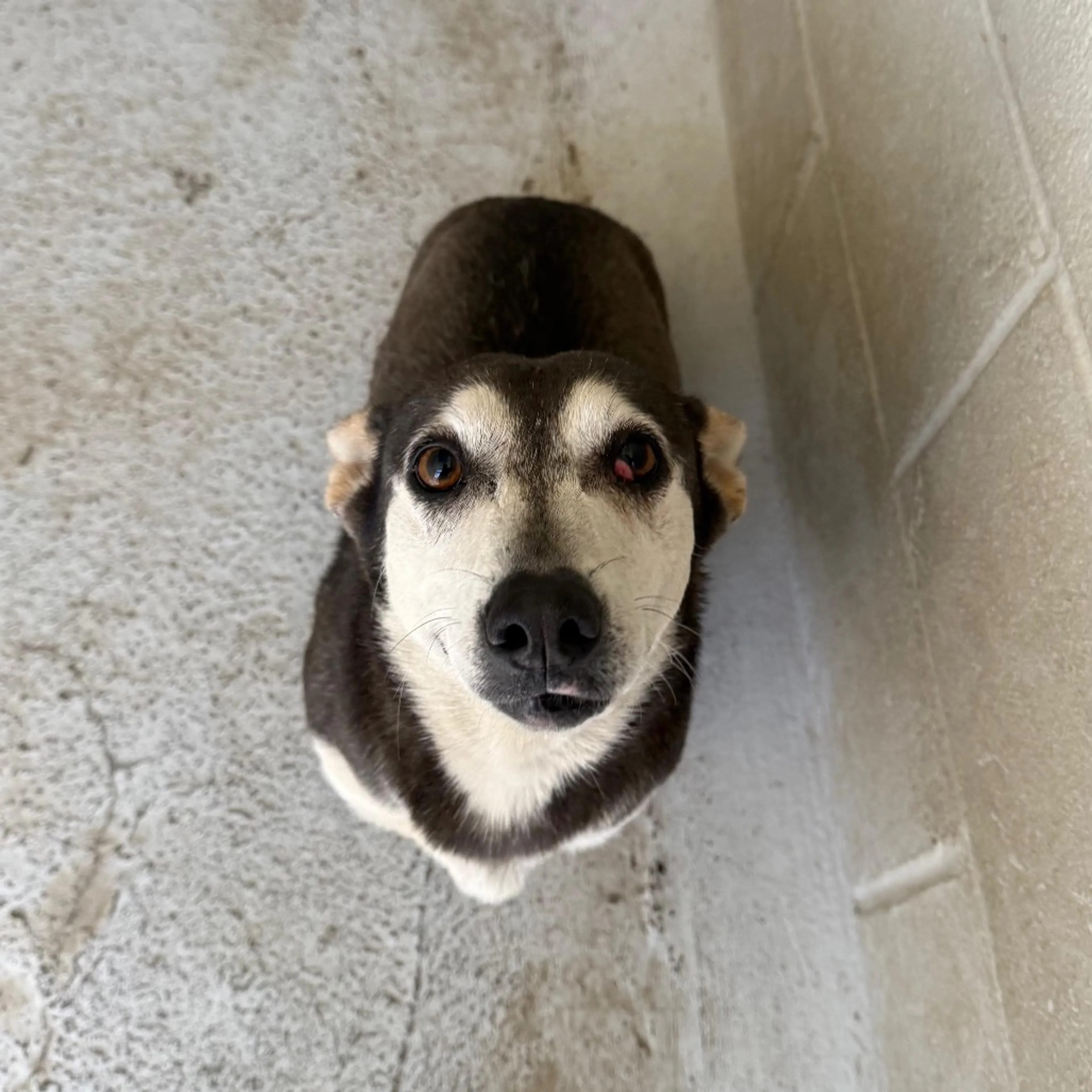 Found pet-1