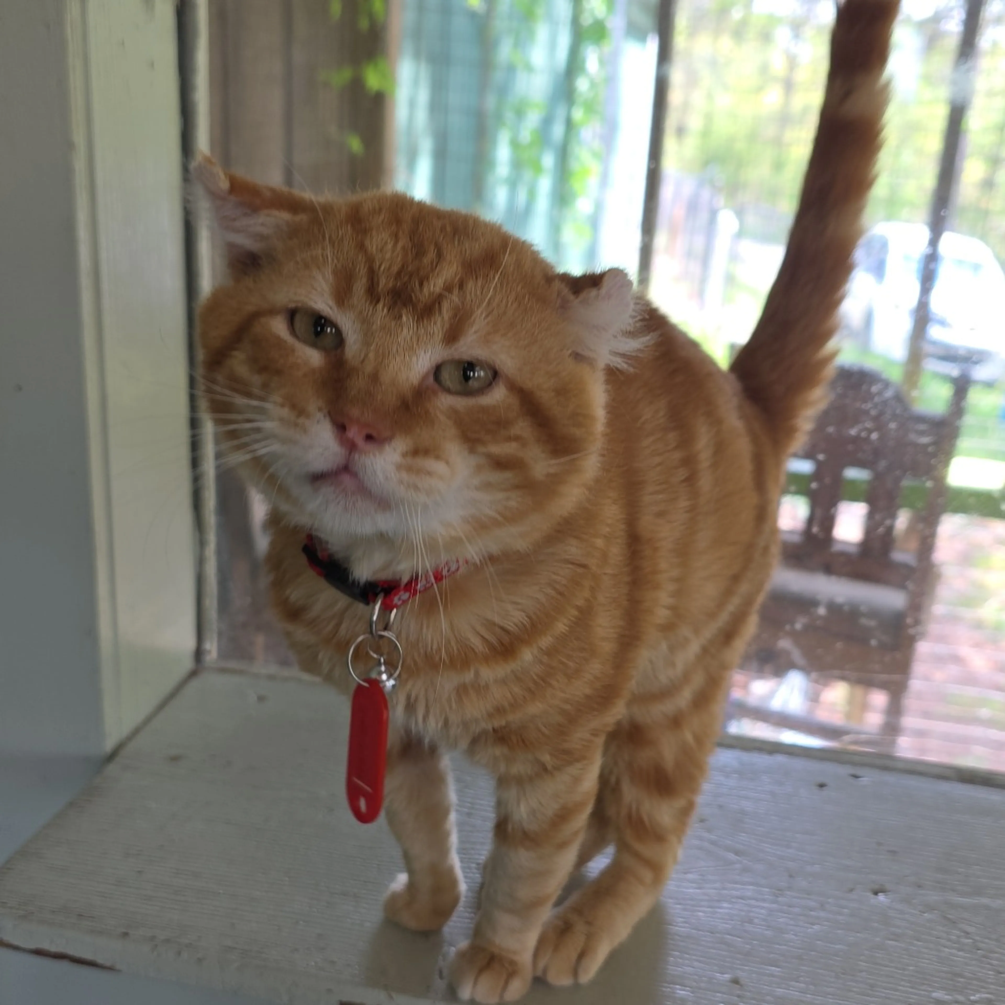 Found pet-2